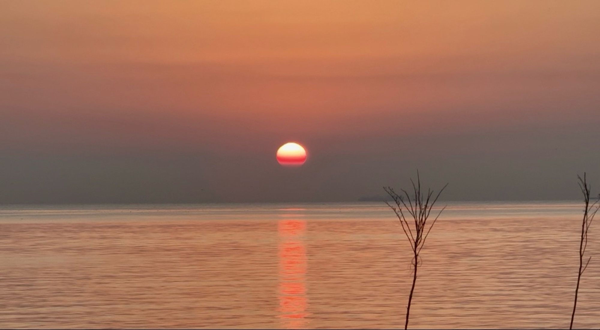 a photo of a sunset over an ocean bay. the sun hued orangey red is reflected a bit on the water. there are two very thin and wispy trees in the foreground. the sky is purple to orange marmalade.