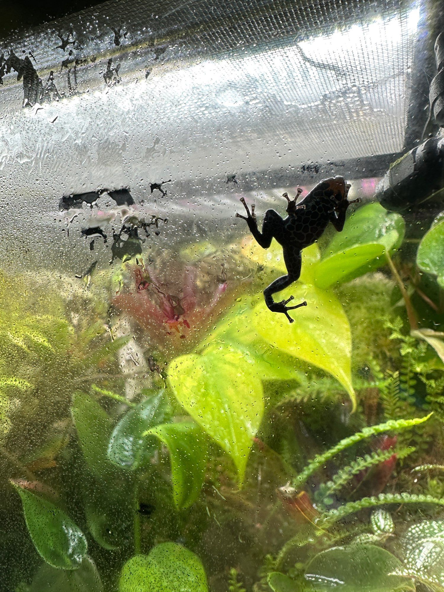 Orange, black, and blue Ranitomeya Amazonica “Arena Blanca” dart frog leaving footprints on the condensation of their vivarium glass walls.