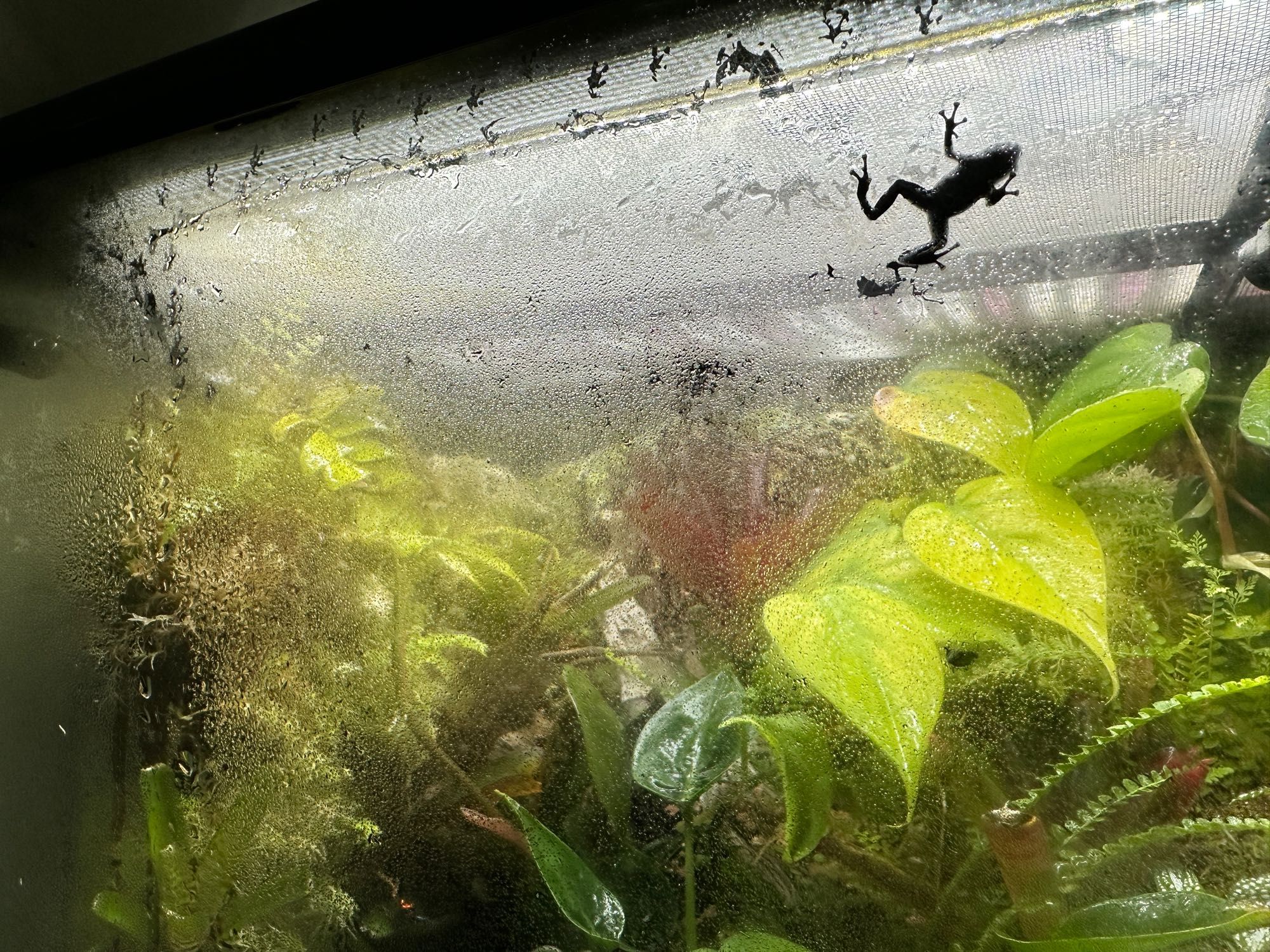 Orange, black, and blue Ranitomeya Amazonica “Arena Blanca” dart frog leaving footprints on the condensation of their vivarium glass walls.