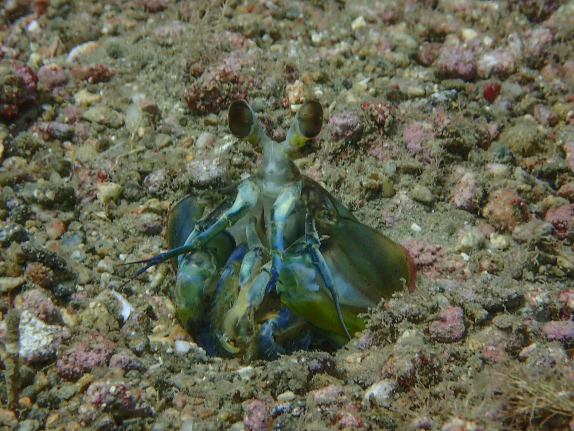 A California mantis shrimp (stomatopod) peering out of its burrow on the sea floor