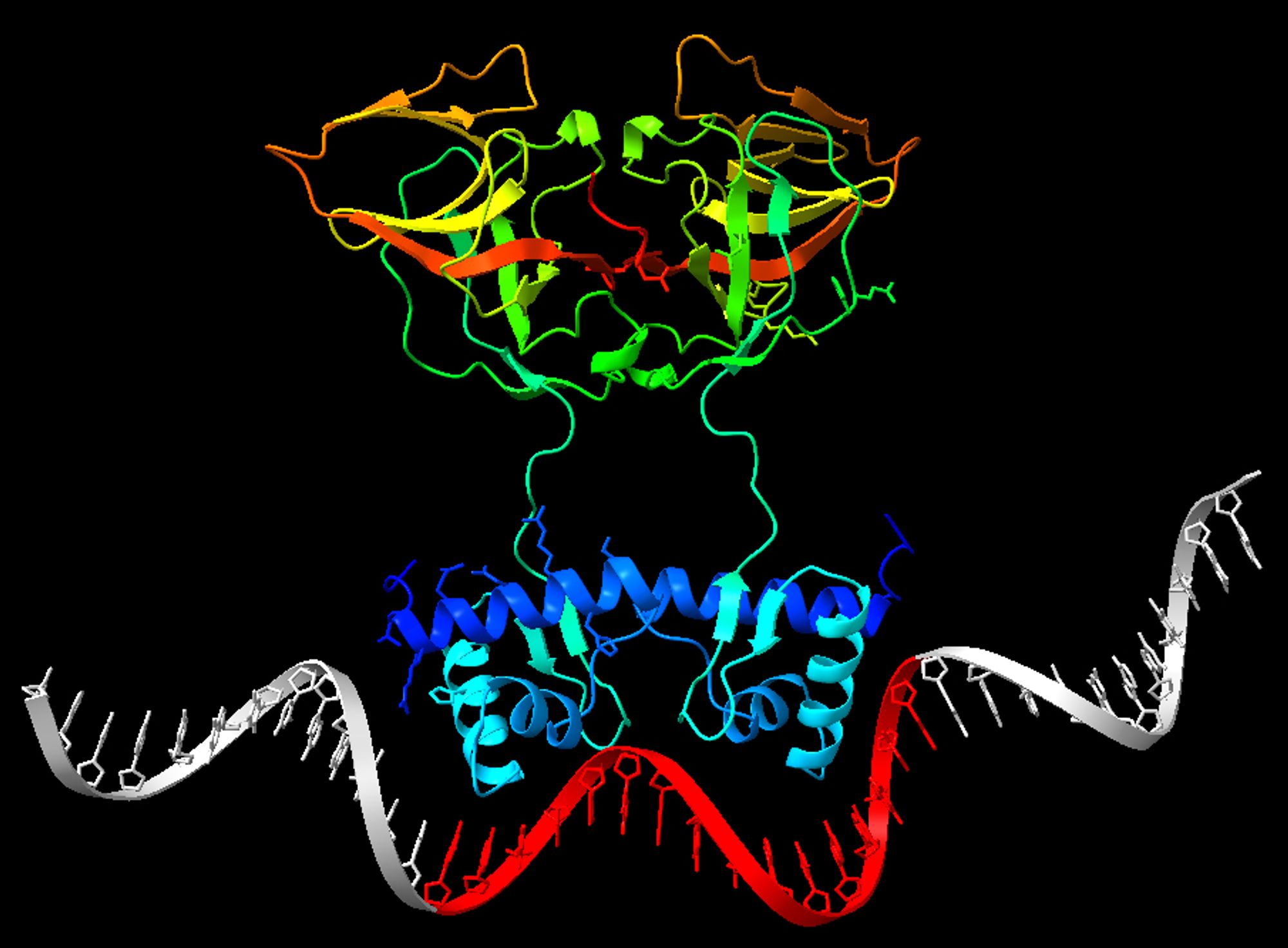 Visualization of the LexA dimer and DNA as predicted by AF3.