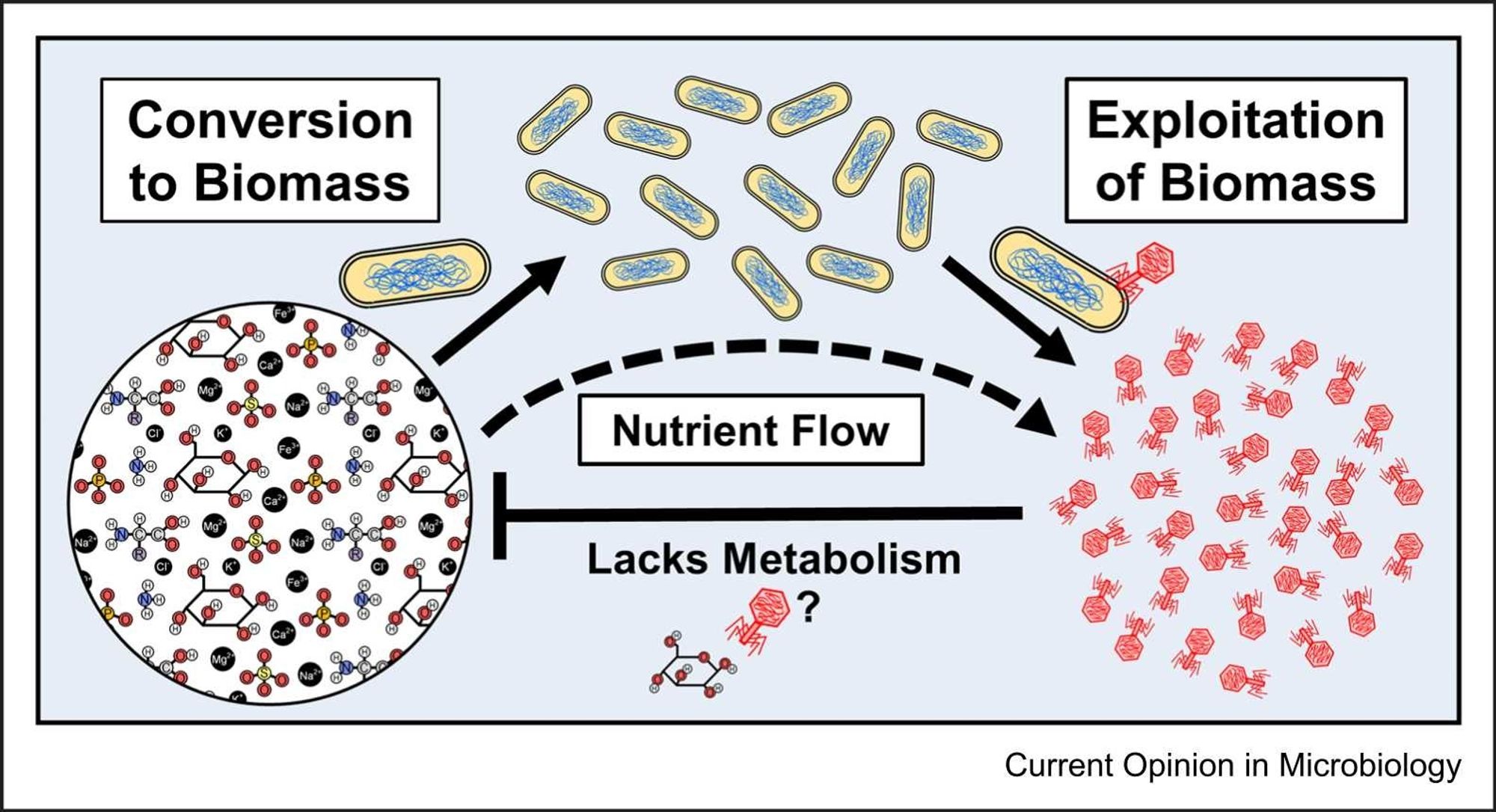 Schematic diagram from (Casters et al., 2024) showing that phages' access to molecular resources is dependent on cells that can convert them into biomass through metabolism.