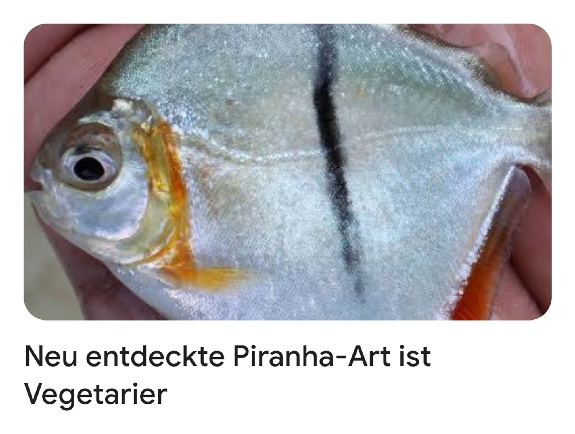 Schlagzeile: Neu entdeckte Piranha-Art ist Vegetarier