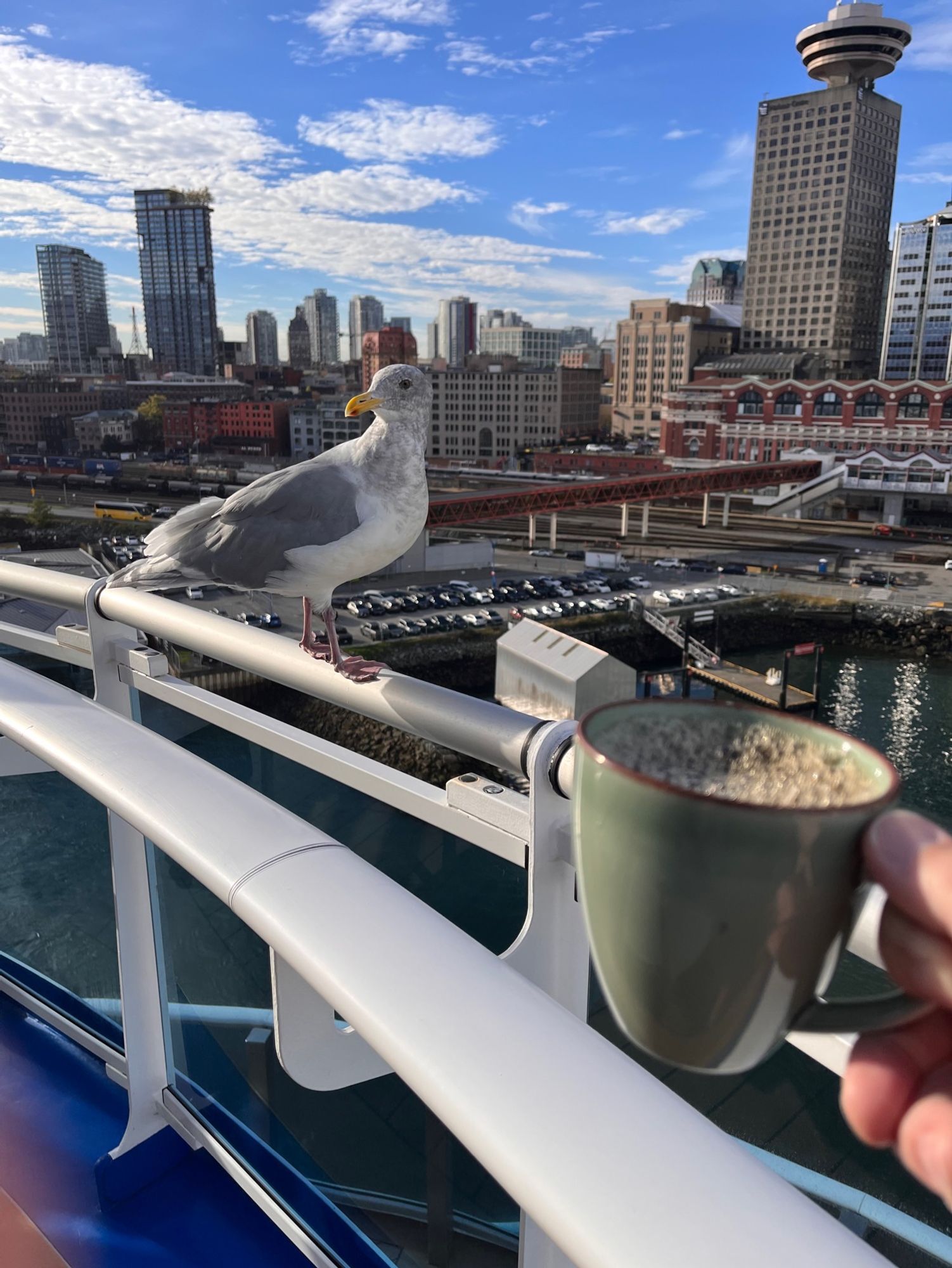 Canadian seagull