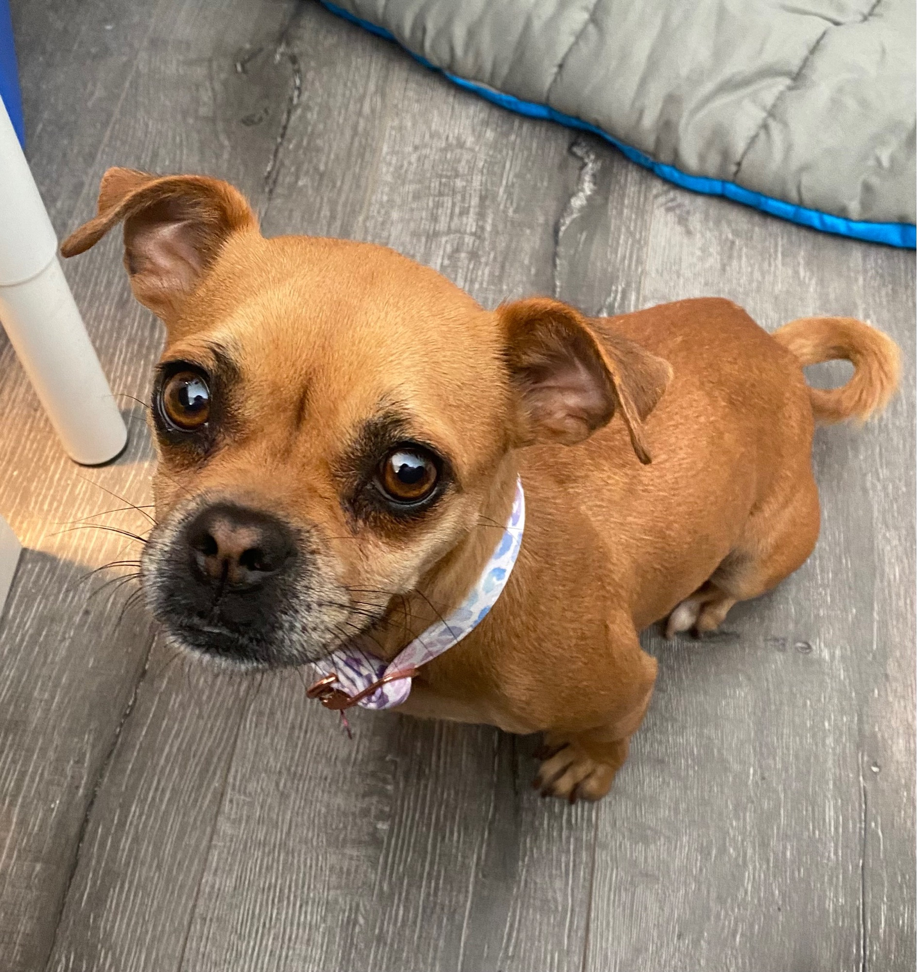 A brown mutt, probably a chihuahua pug mix, smiles placidly up at the camera. Her muzzle is black but she has a pinkish marking on her nose that looks vaguely heart-shaped