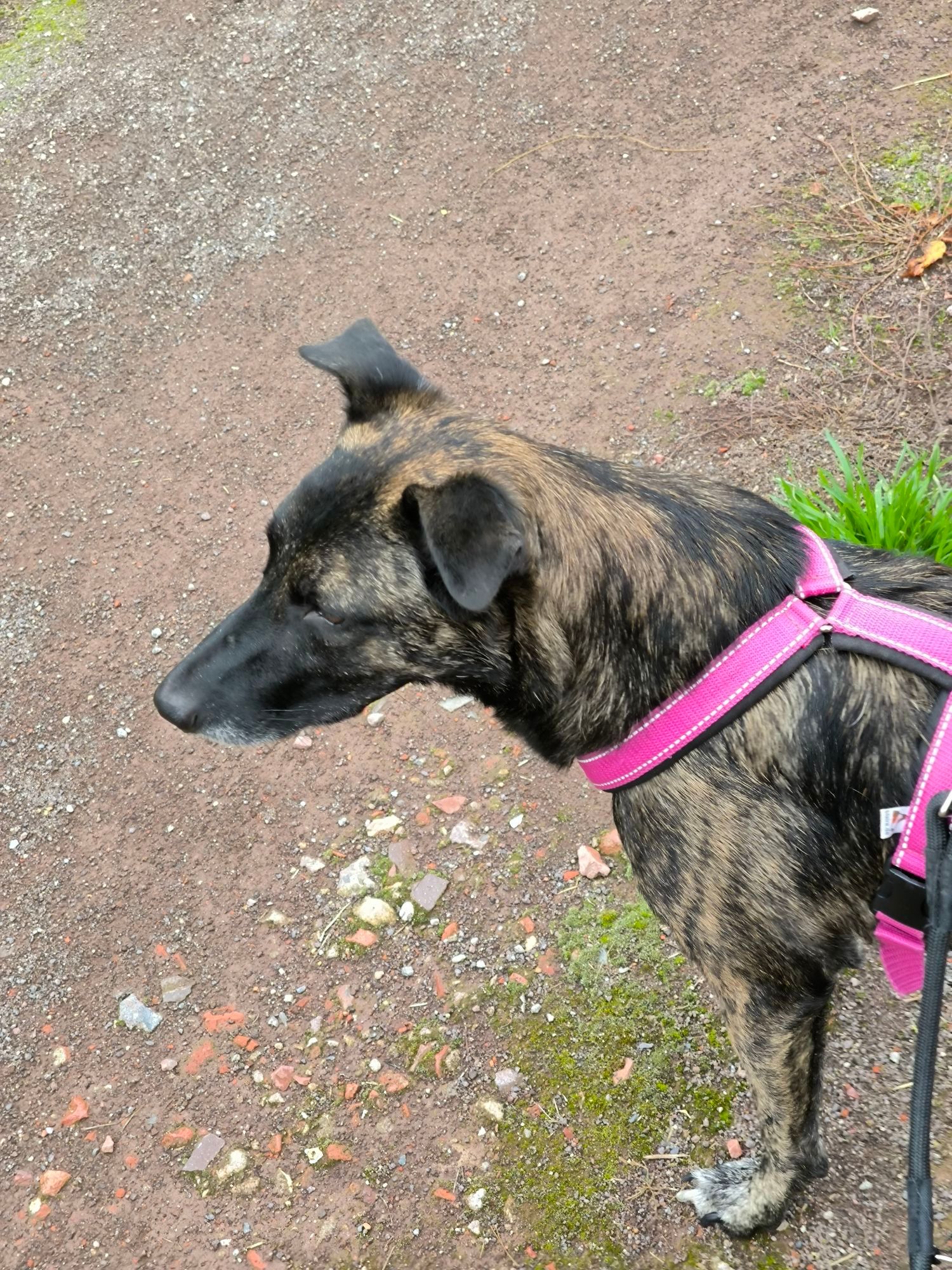 Gestromter Hund steht auf einem Weg. Es sind nur Schulter Vorderbeine und der Kopf zu sehen. Er trägt ein pinkes Geschirr