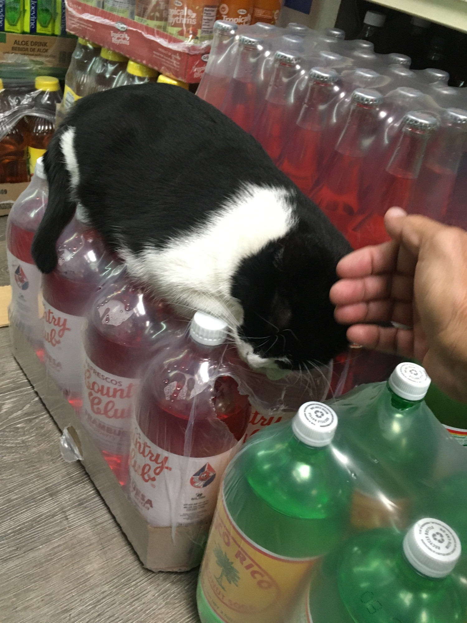 Nina, the store cat, on the sodas getting pets.