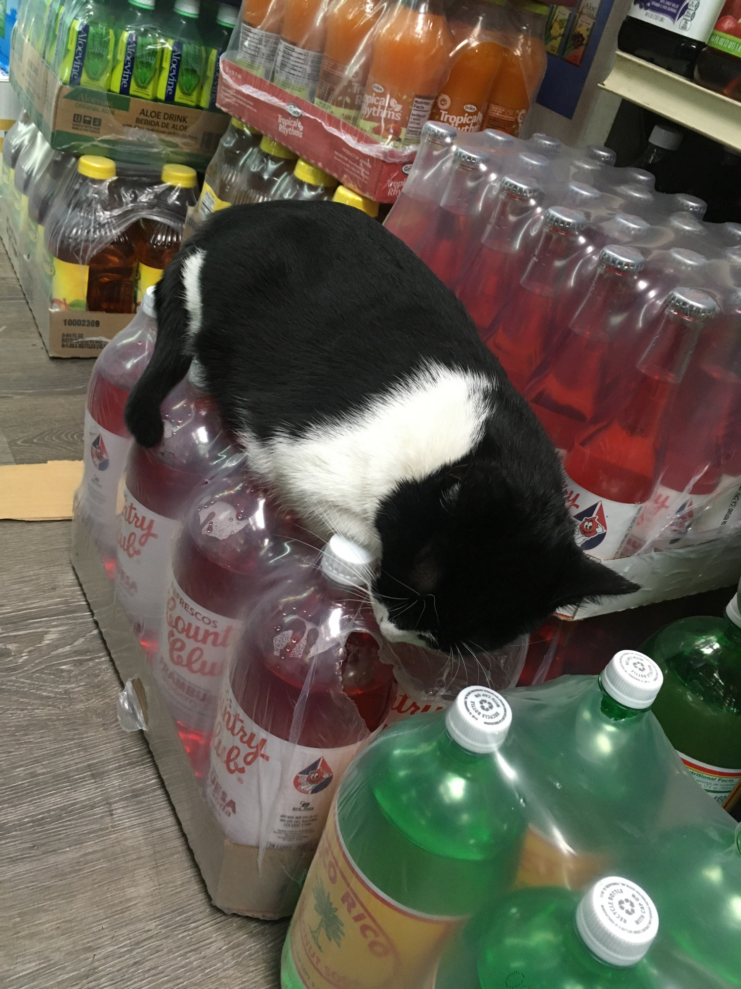 Black and white cat, Nina, sleeping on 2 liter soda bottles in a Bronx deli.