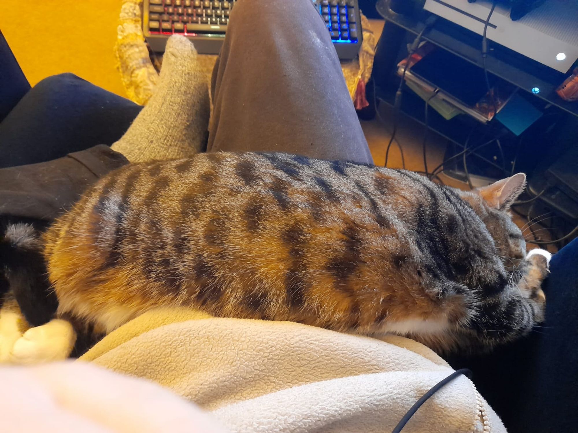 Lapcat Azrael