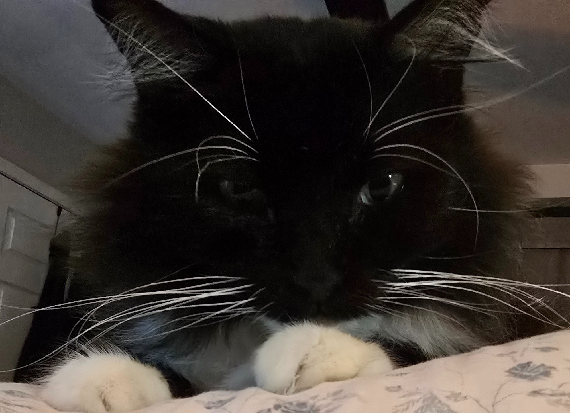 Tremon staring me down because he wants fresh food. (He's overweight and I have to gradually scale back his feeding.)