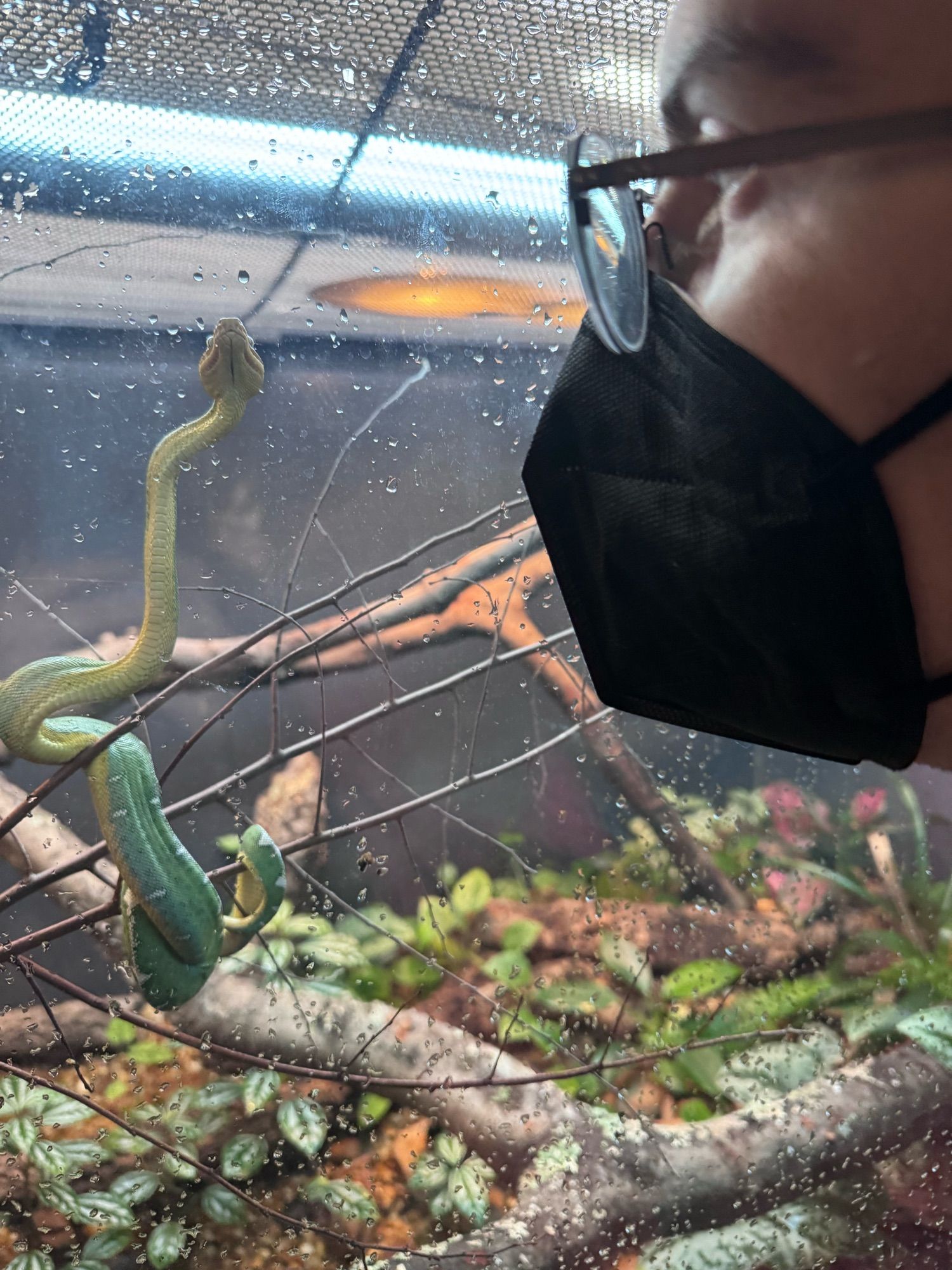 Grace (a bespectacled individual wearing a mask) peering at a small emerald tree boa, which is stretching very impressively upward from its perch on a branch in its enclosure