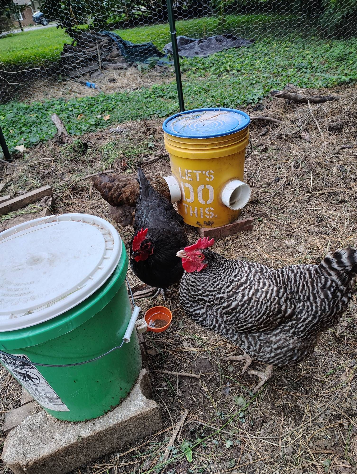 Three hens nom nom some breakfast and water in buckets