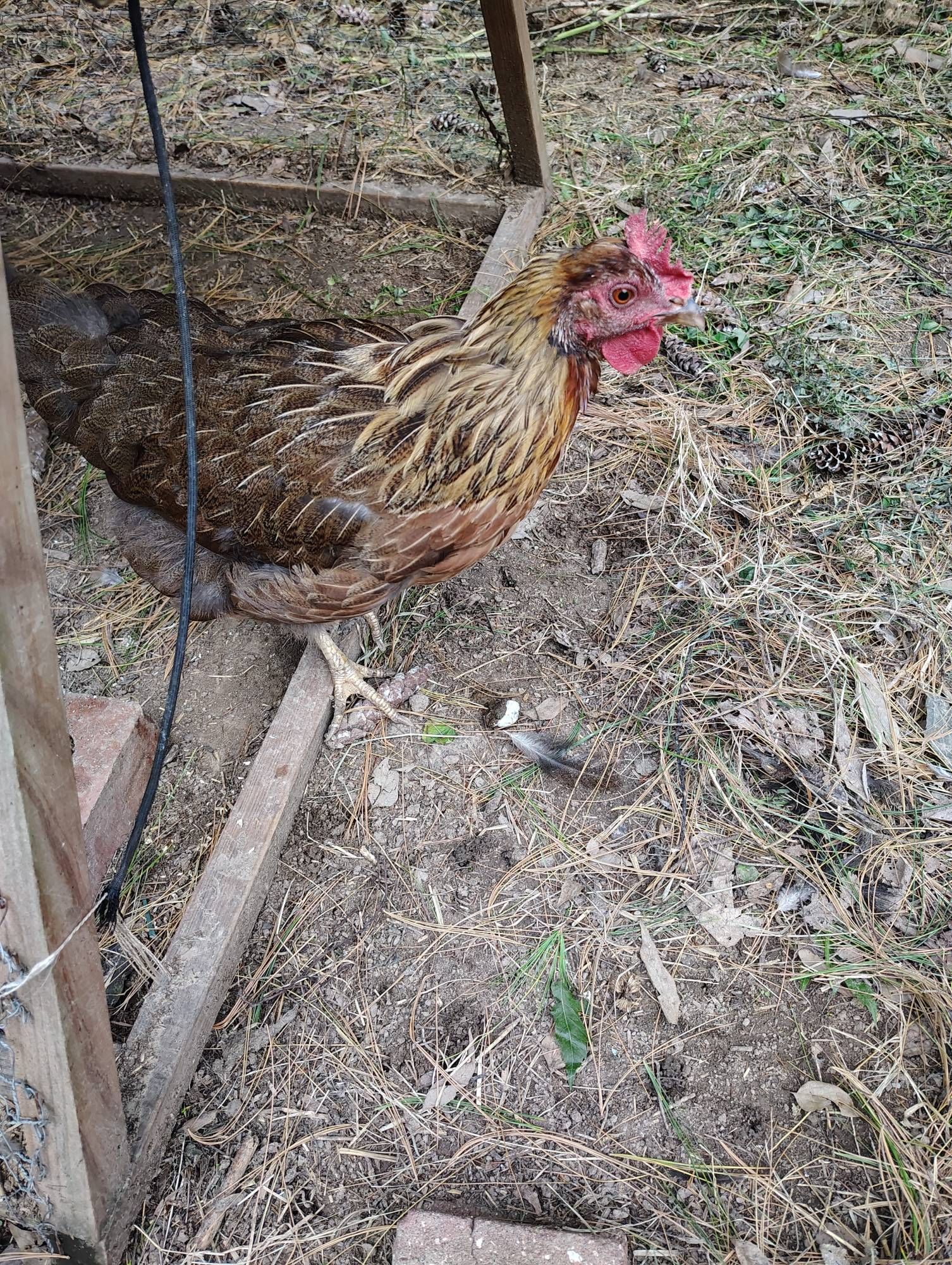 A molting welsomer hen is ready to take on the world with her raggedy ass self.