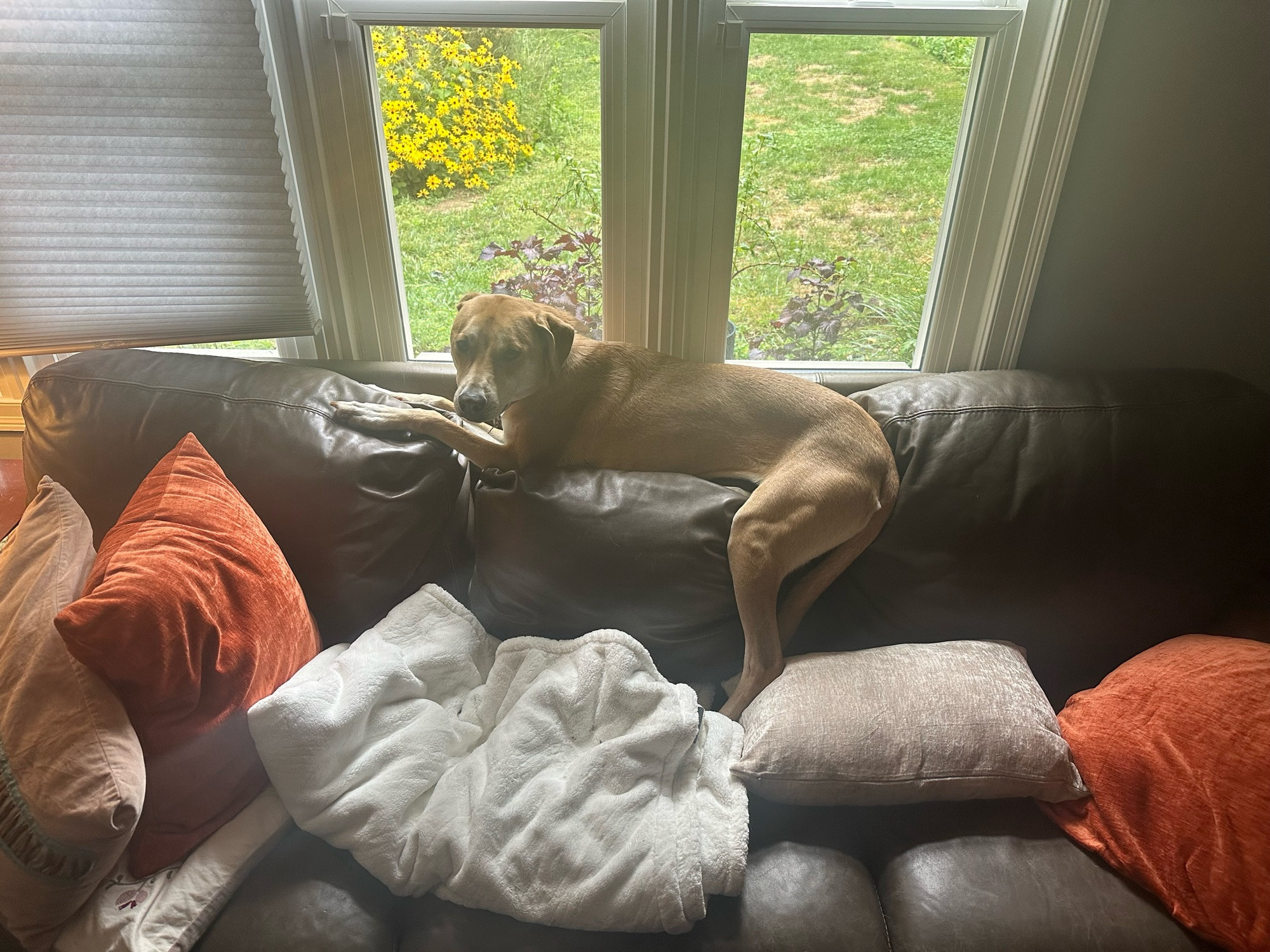 A dog lying on the back cushion of a coach to look out the window. This would work if she was a 10 point cat. She is a 45 pound dog.  It doesn’t not work. She doesn’t understand why not.