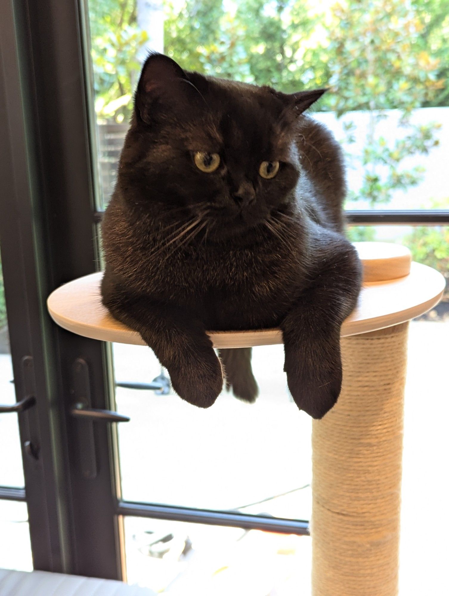 A black cat is an overflowing loaf resting on an oval wooden platform at the top of a cat tree. His front paws are dangling over the edge, his tail is visible on the far side.