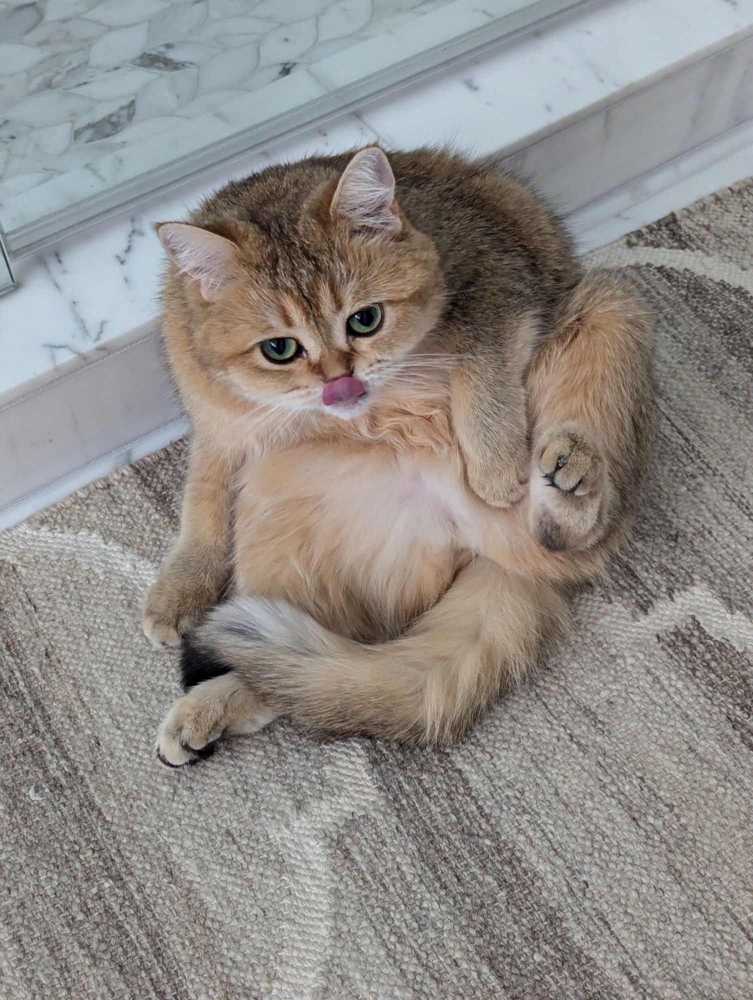 Uschi, a black golden-shaded British Shorthair cat sits awkwardly folded in half - her spine is supported by the shower threshold behind her and one front paw is planted for balance. She is in the middle of grooming her belly. There is an epic mlem.