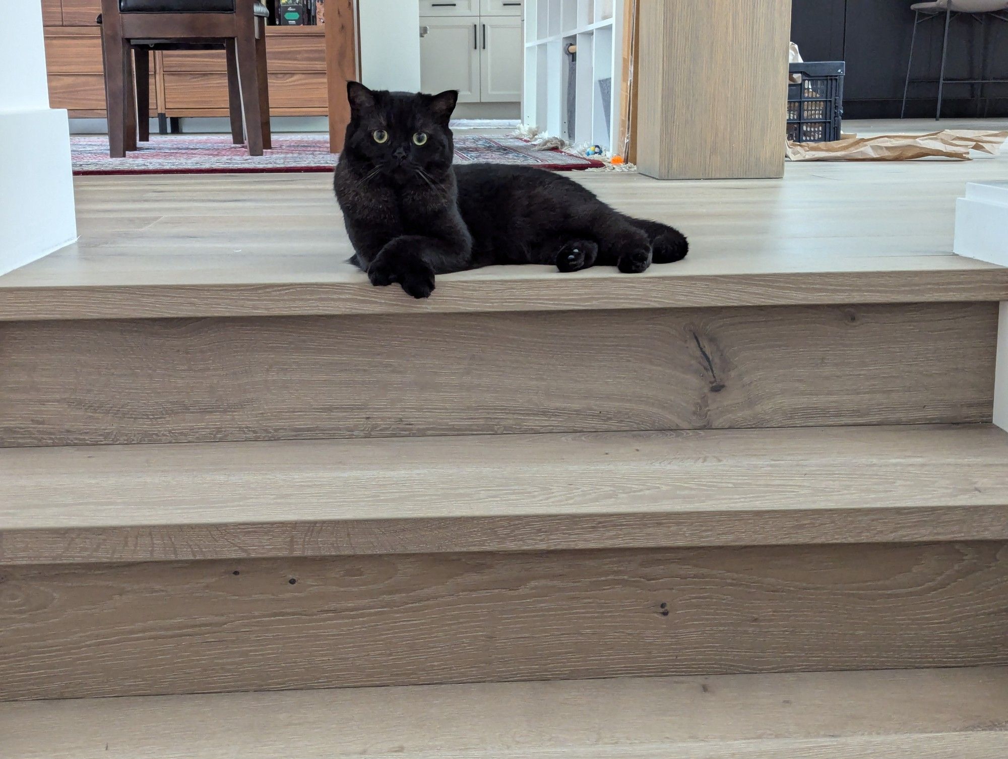 A black cat rests on his side in the center of the top step of a stairwell. His front legs are crossed just above his forepaws. He is staring into the camera. How dare Momther leave the house? Disappoint.