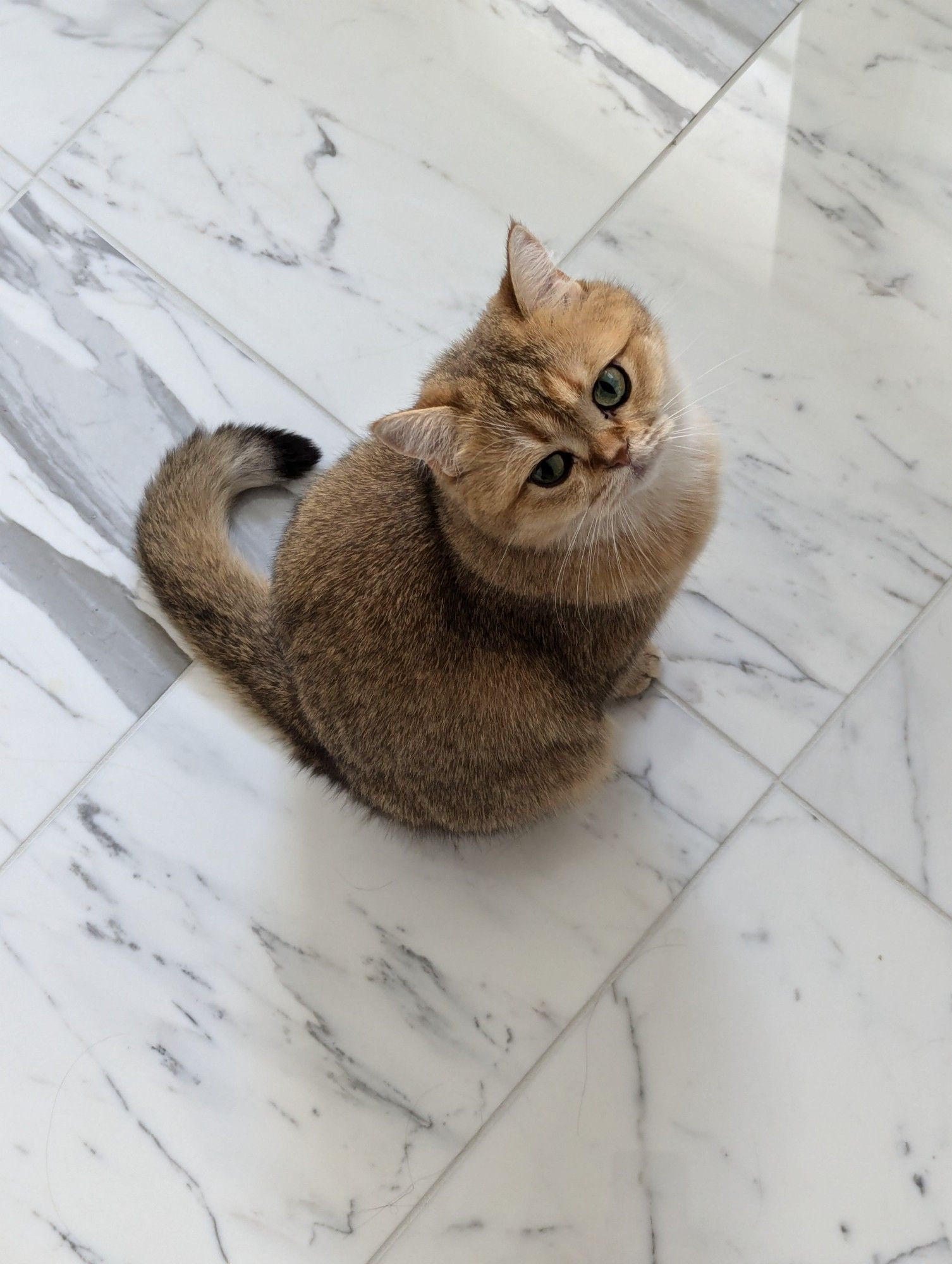 A black golden-shaded cat sits on a tile floor, staring upwards.