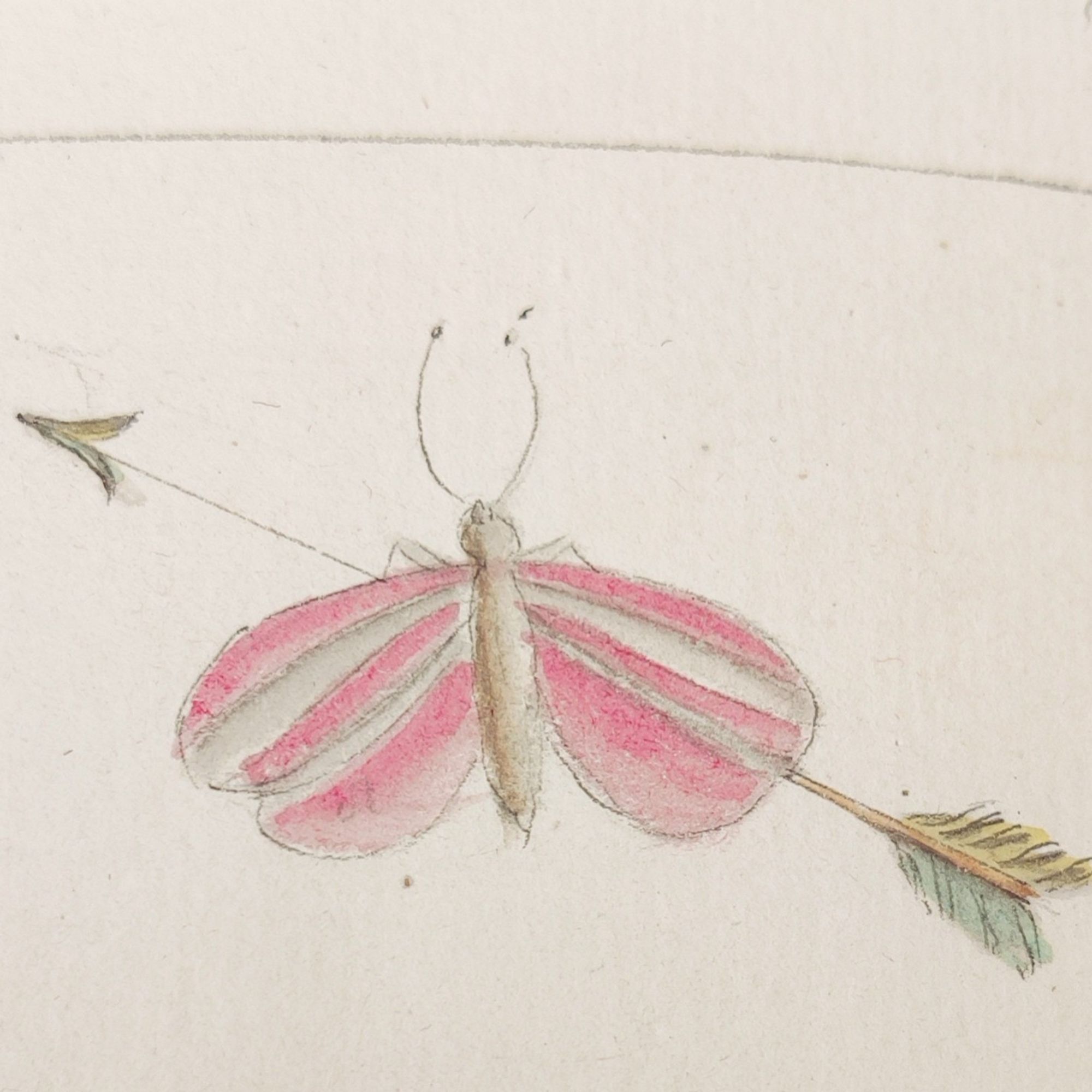 Pink and gray moth, still on a delicate green and yellow arrow