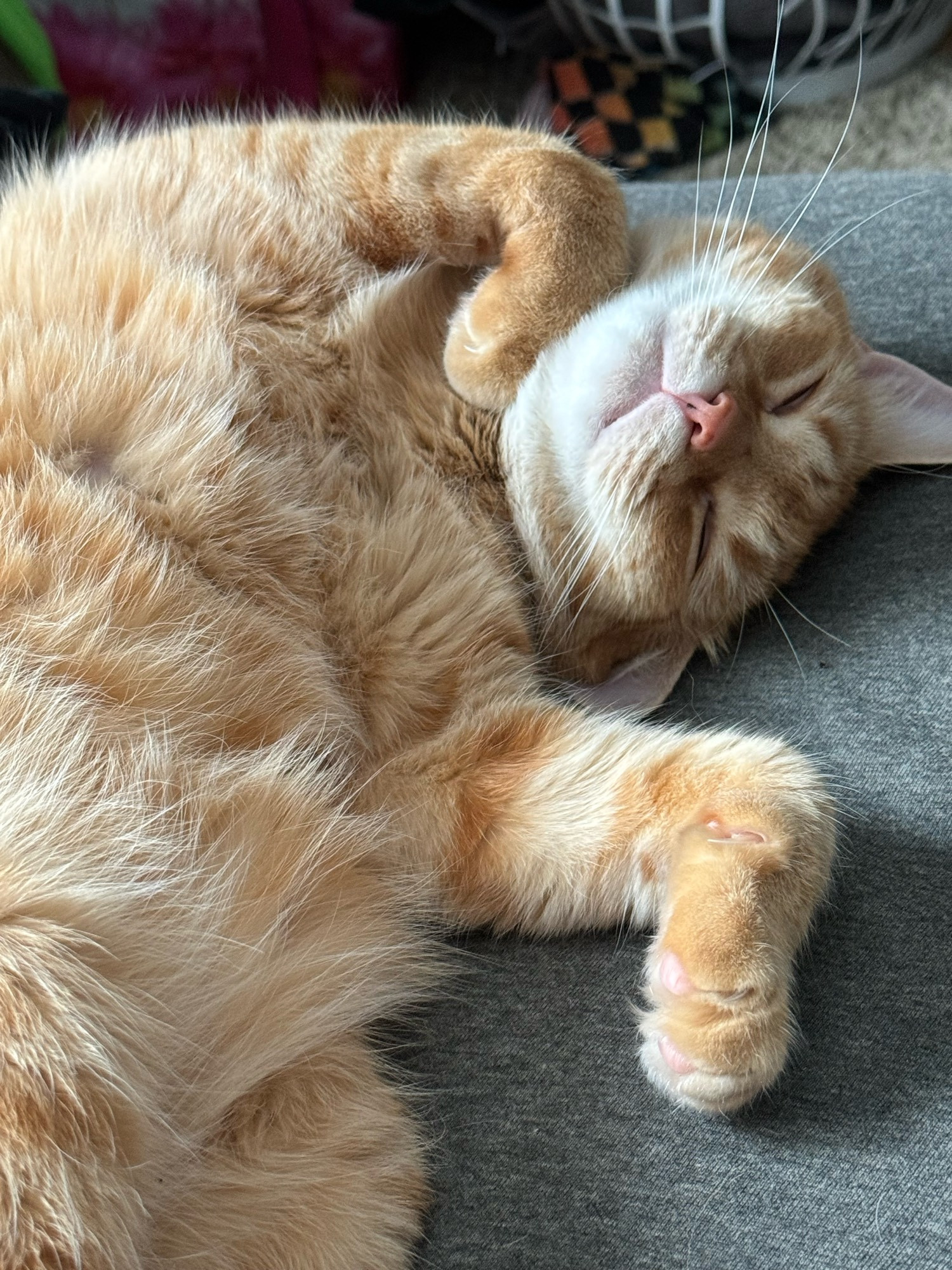 An orange American shorthair laying on his side with his eyes closed. He has his own pawn under his chin.