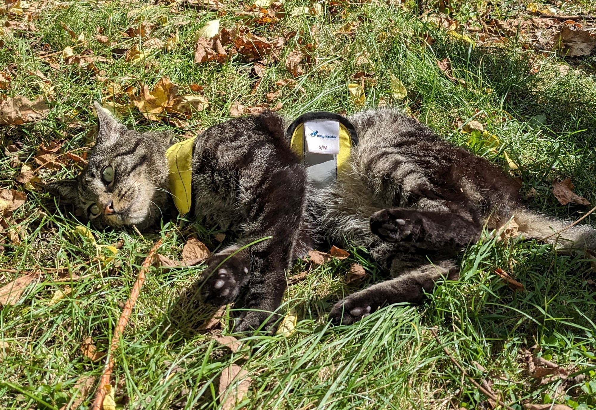 Cat in yellow vest on grass