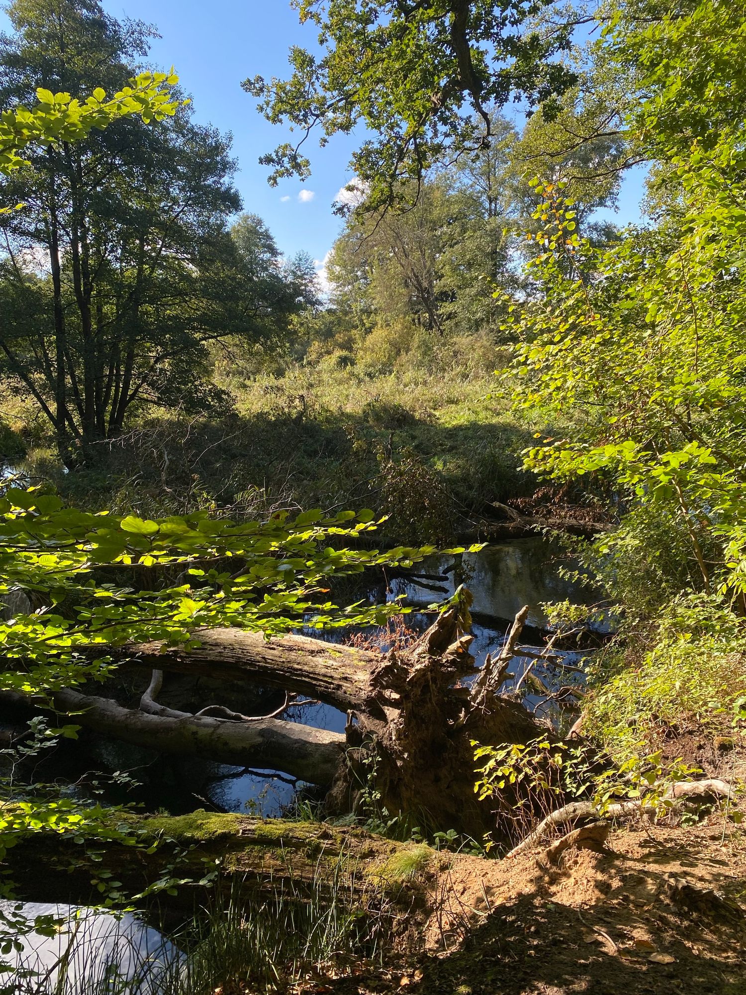 Ein Wasserlauf mit umgestürzten Bäumen, ringsum grüne Büsche und Bäume, blauer Himmel 