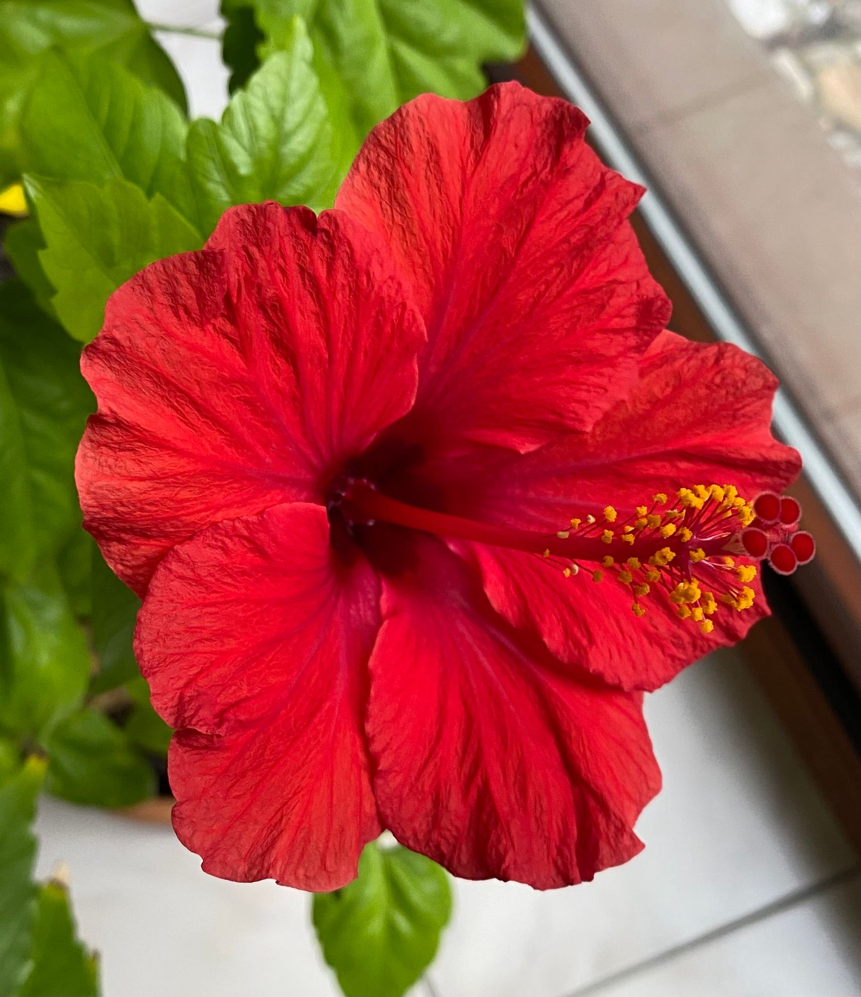 Eine leuchtend rote Hibiskusblüte mit gelben Staubfäden und grünen Blättern 