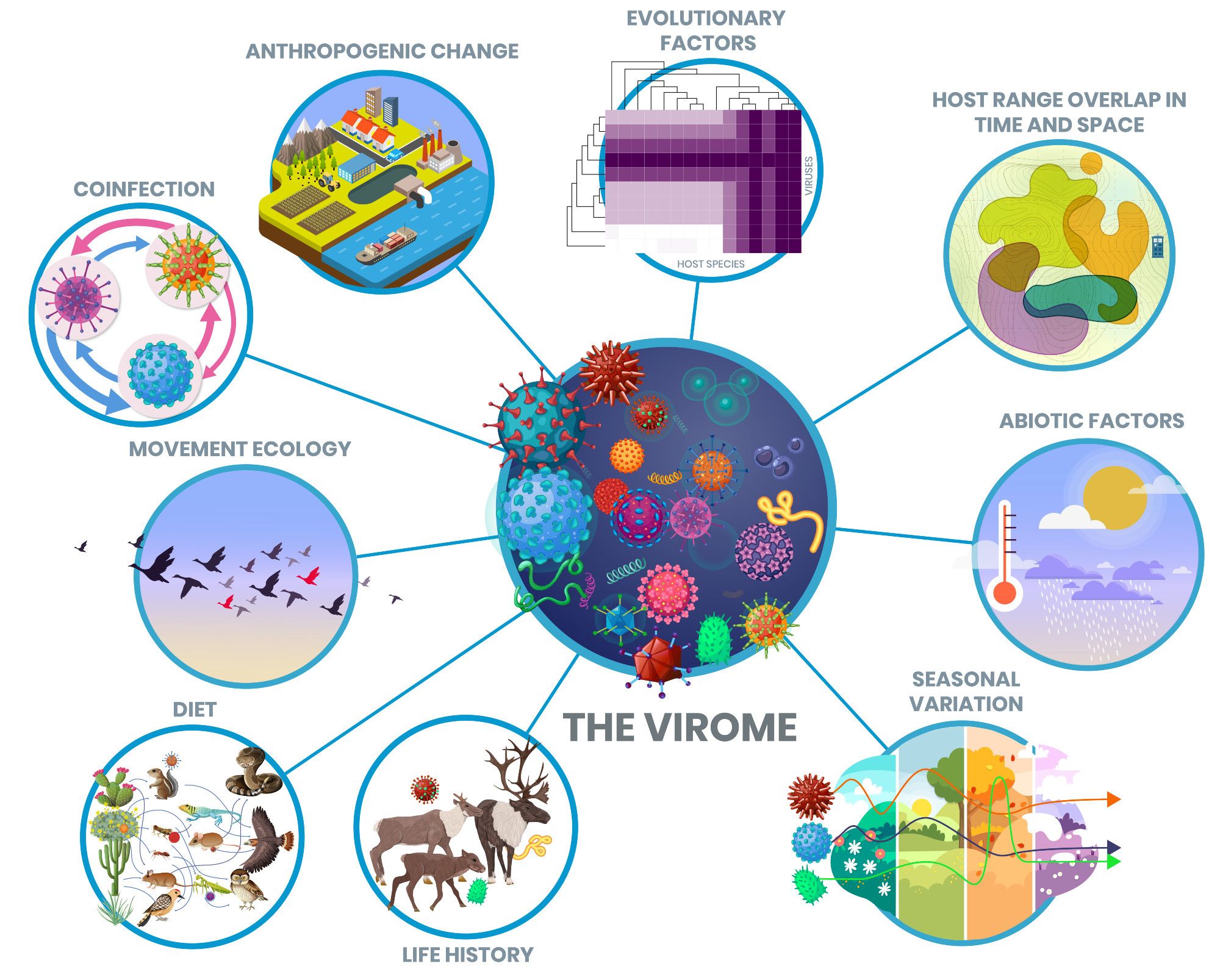 Illustration of the virome with potential biotic and abiotic drivers (evolutionary factors, host range overlap, temperature/rainfall/UVm seasonal variation, life history traits, diet, movement ecology, coinfection and anthropogenic change)