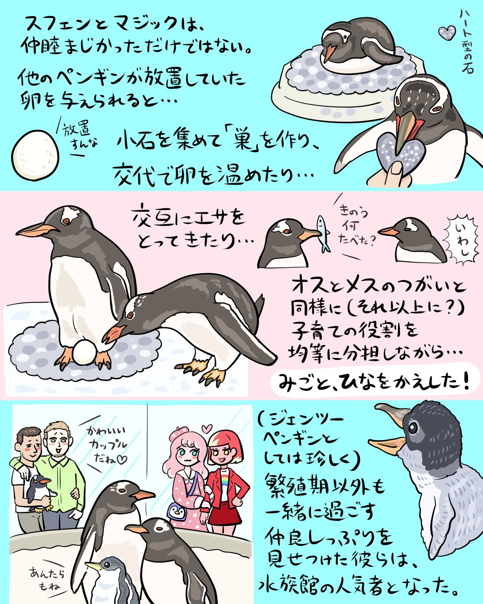 スフェンとマジックは、
仲睦まじかっただけでない。
他のペンギンが放置していた
卵を与えられると…
小石を集めて「巣」を作り…
交代で卵を温めたり…
交互にエサを
とってきたり…
オスとメスのつがいと
同様に（それ以上に？）
子育ての役割を
均等に分担しながら…
みごと、ひなをかえした！

（ジェンツーペンギンとしては珍しく）
繁殖期以外も一緒に過ごす仲良しっぷりを見せた彼らは、
水族館の人気者となった。