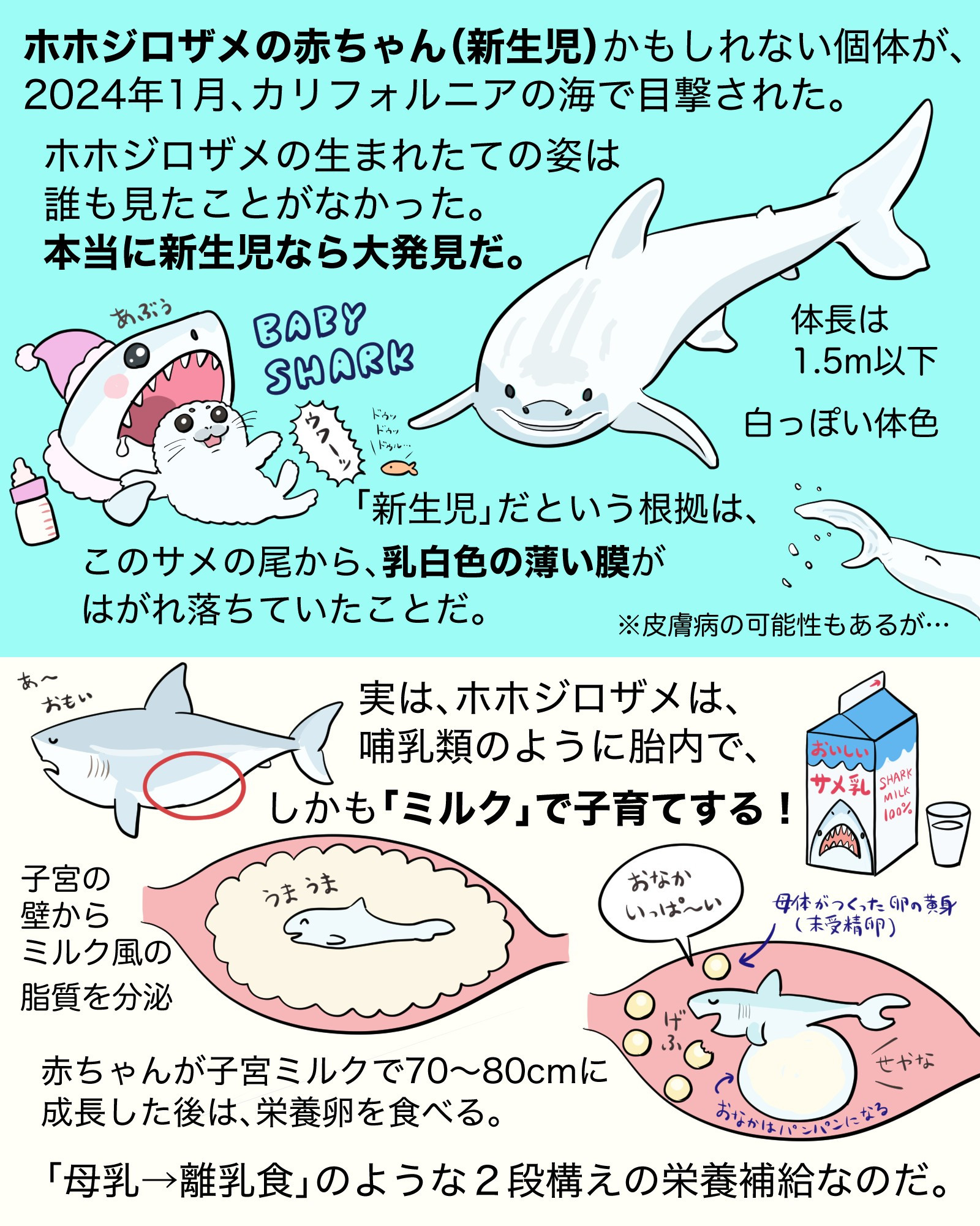 ＜１＞

ホホジロザメの赤ちゃん（新生児）かもしれない個体が、
2024年1月、カリフォルニアの海で目撃された。

（イラスト）
ホホジロザメの赤ちゃんのイラスト
「体長1.5m以下、白っぽい体色」という説明

ホホジロザメの生まれたての姿は
誰も見たことがなかった。
本当に新生児なら大発見だ。

（イラスト）
赤ちゃんザメが赤ちゃんアザラシを食べようとしている。BABY SHARKの文字。魚がドゥドゥル…と言ってる。

「新生児」だという根拠は、
このサメの尾から、乳白色の薄い膜が
はがれ落ちていたことだ。
※皮膚病の可能性もあるが…

実は、ホホジロザメは、
哺乳類のように胎内で、
しかも「ミルク」で子育てする！

（イラスト）
「おいしいサメ乳」という牛乳パック。

子宮の壁から
ミルク風の脂質を分泌

（イラスト）
ミルクを食べる赤ちゃんサメ

赤ちゃんが子宮ミルクで70〜80cmに
成長した後は、栄養卵を食べる。

（イラスト）
栄養卵を食べて、おなかいっぱいになる赤ちゃんサメ。本当におなかが丸く膨れている。

「母乳→離乳食」のような２段構えの栄養補給なのだ。