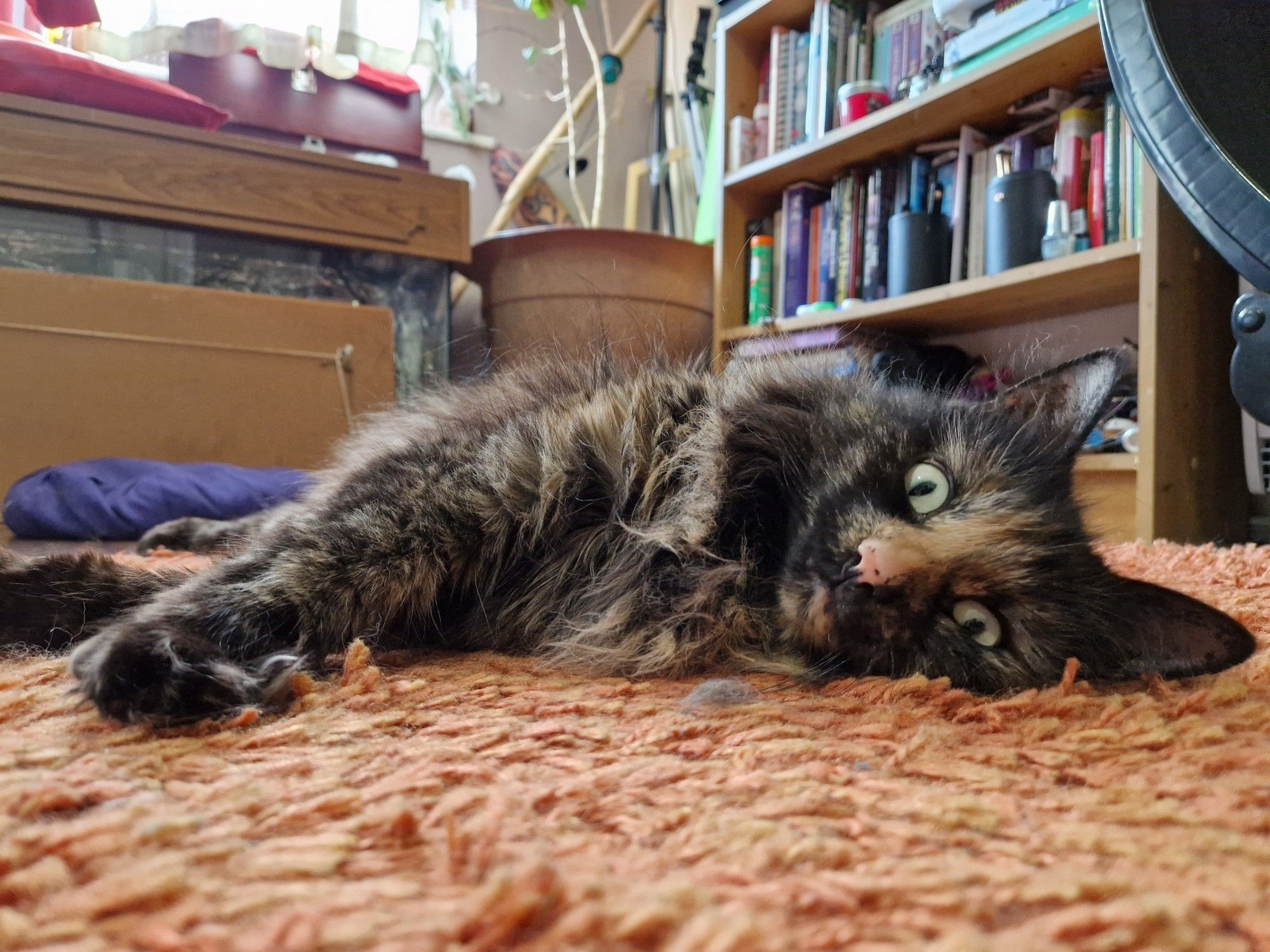 Photo if my tortie cat laying on an orange mat