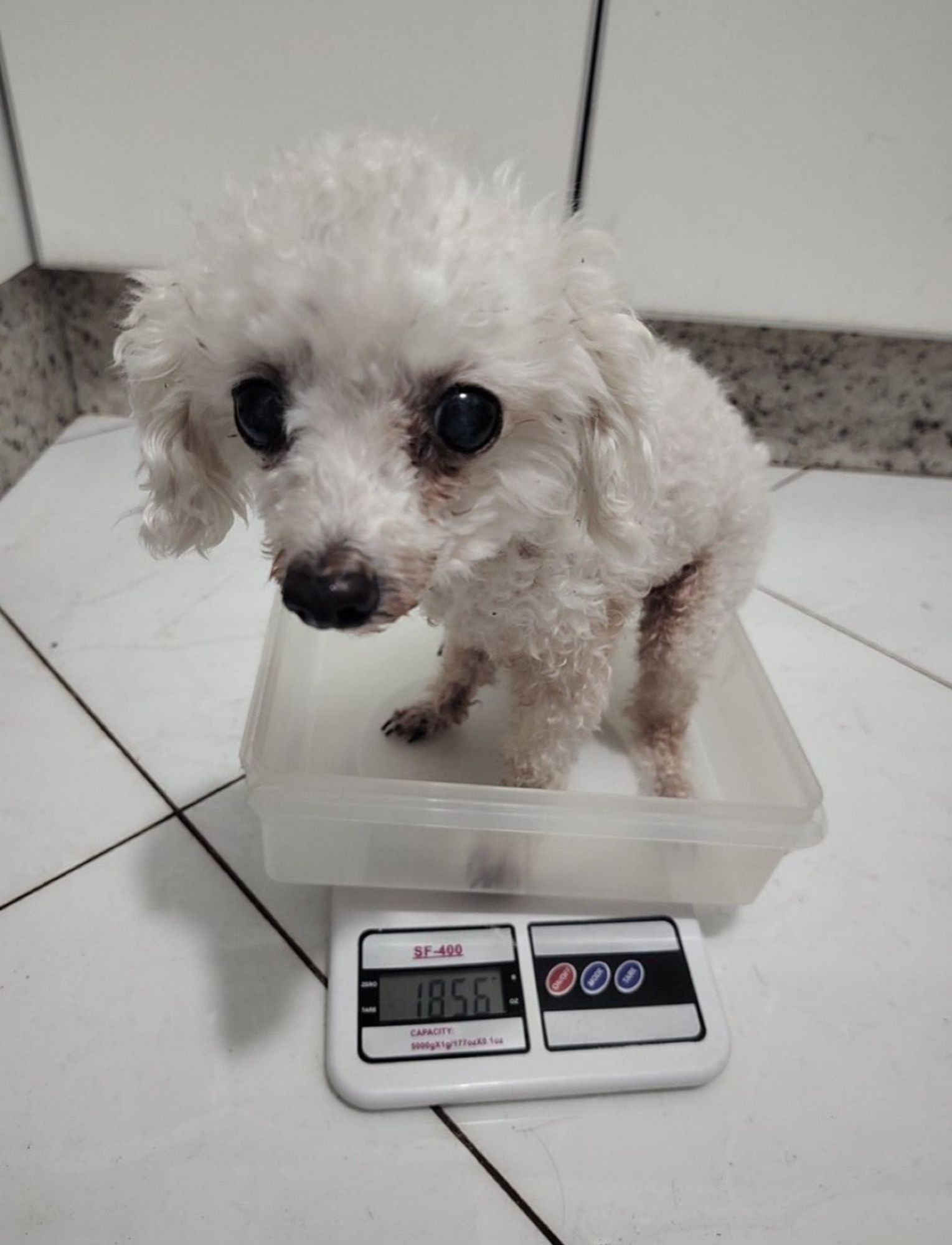 Cachorro branco pequeno com cara de coitado dentro de um pote sendo pesado em uma balança de cozinha.