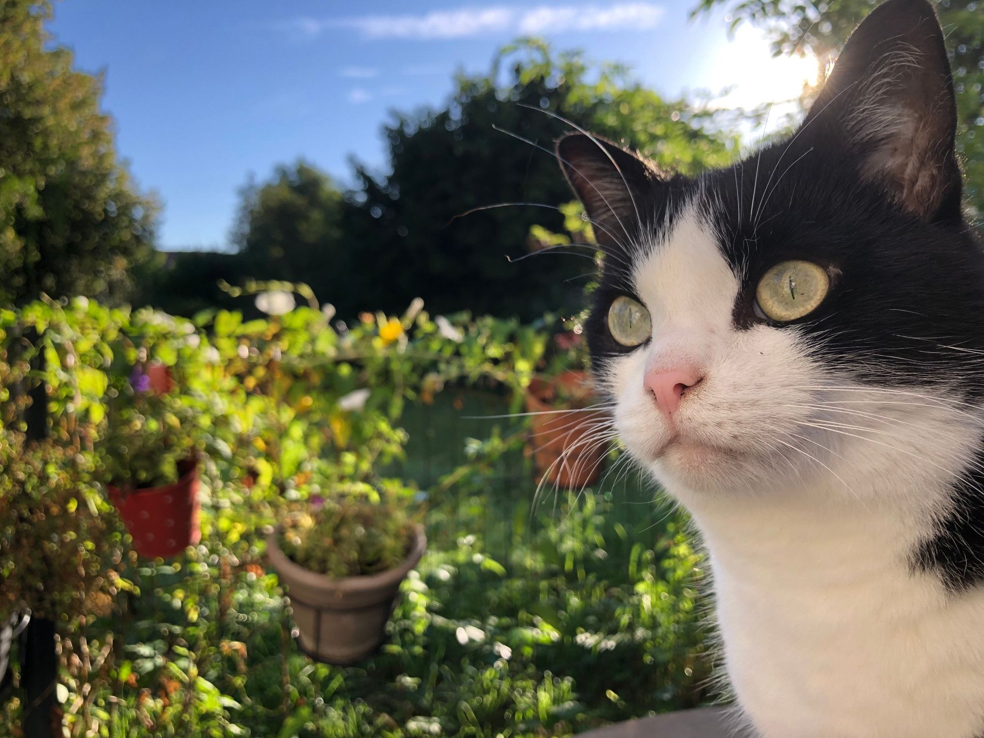 Chat noir et blanc posant pour la caméra sur fond de terrasse ensoleillée et de jardin verdoyant