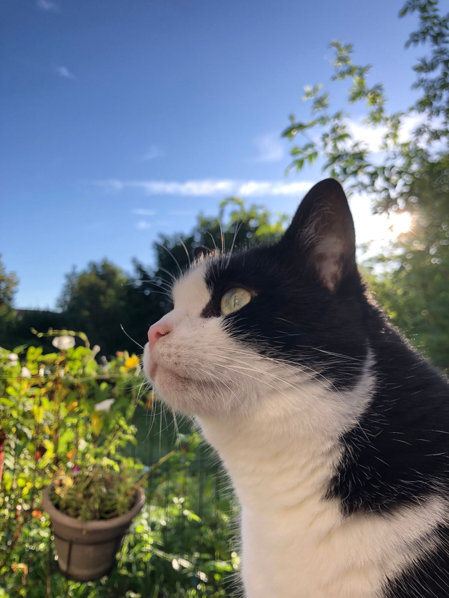 chat noir et blanc regardant fièrement vers l'avenir sur fond de plantes vertes et de ciel bleu