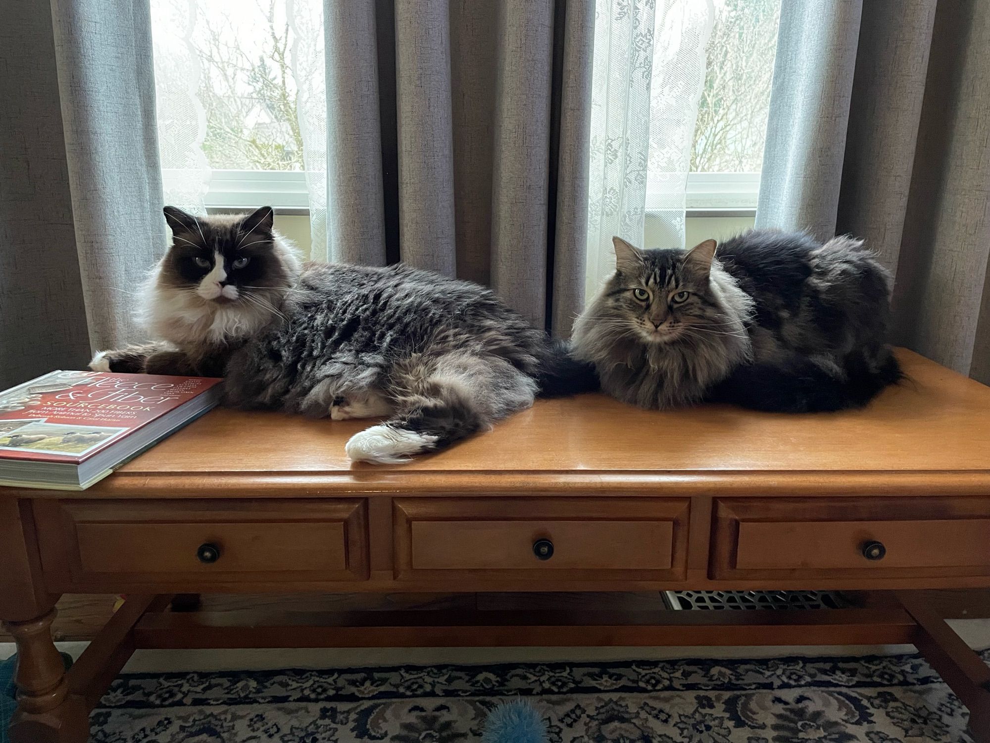 Two huge floofy cats taking up nearly the entire surface of a coffee table. Zameera(left) is a dark grey snowshoe and Bob (right) is a longhair tabby.