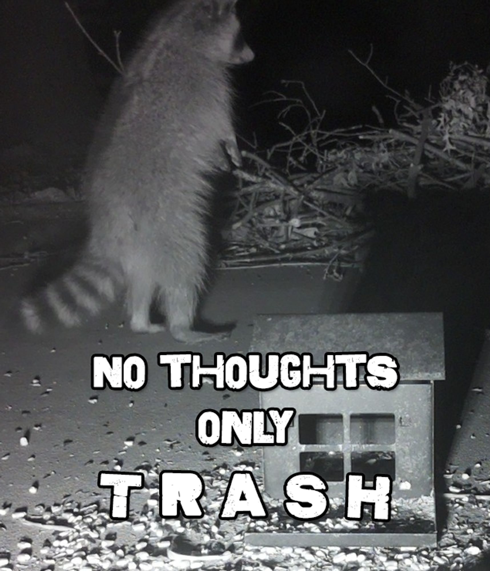 Meme image of a raccoon standing on two legs that reads "No thoughts, only trash."