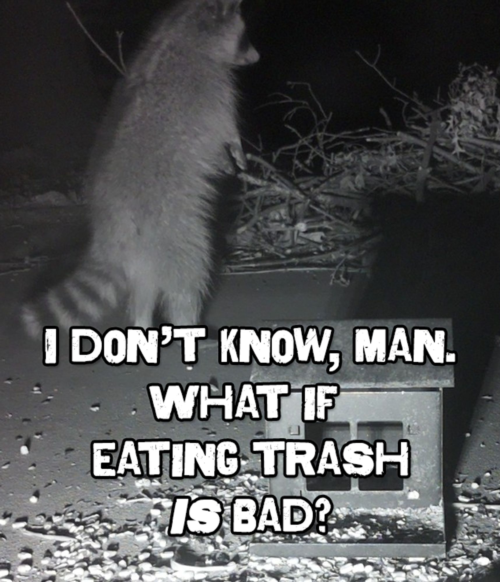 Meme image of a raccoon standing on two legs that reads "I don't know, man. What if eating trash IS bad?"