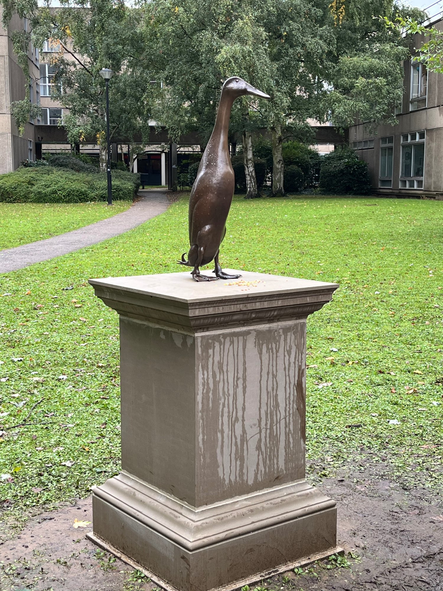 Photo of bronze runner duck statue (duck sized) on a stone plinth, on a rainy bit of a modern university campus