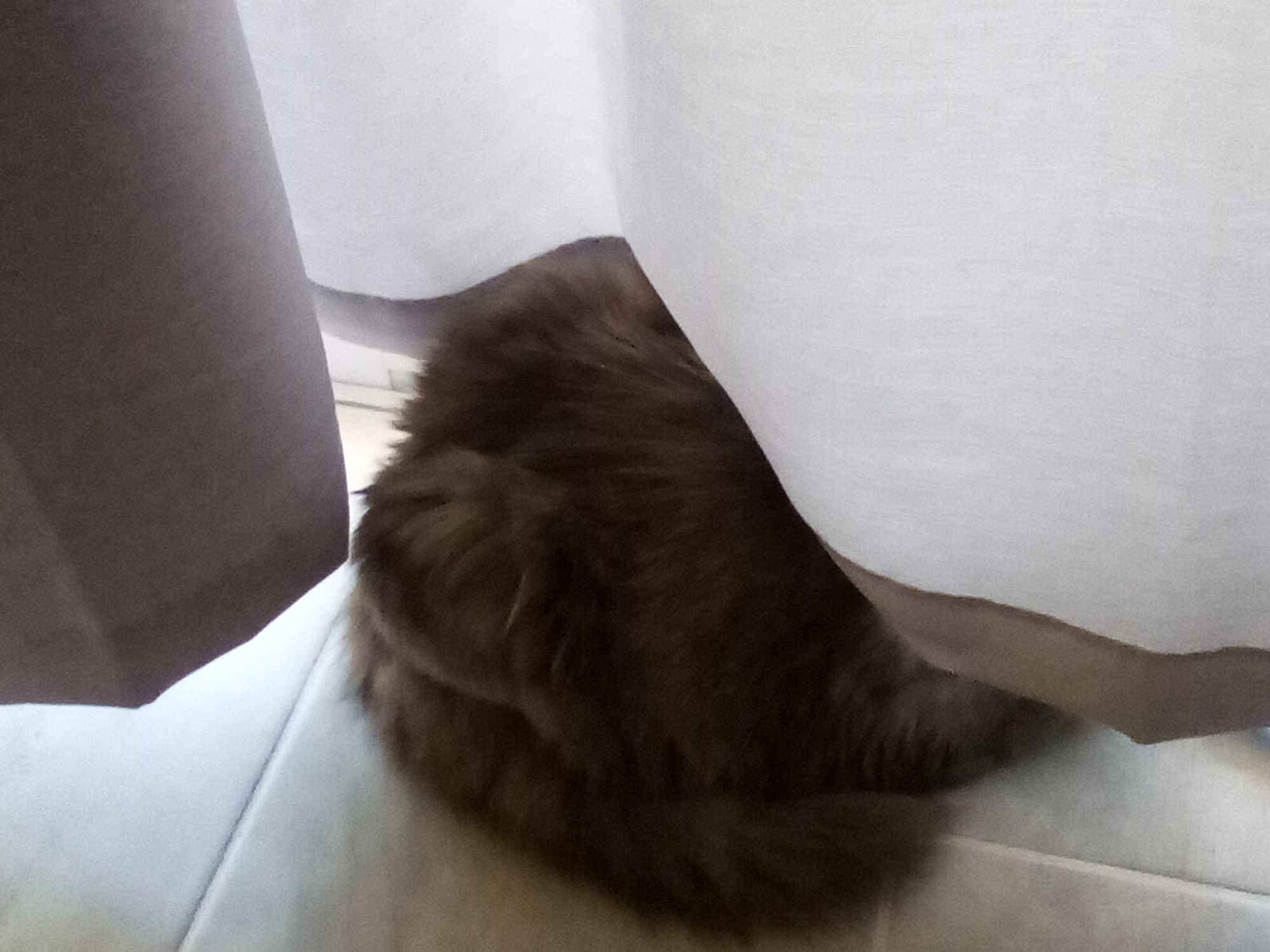 Cat mostly hidden by curtains except for tail curled around the round lump of her