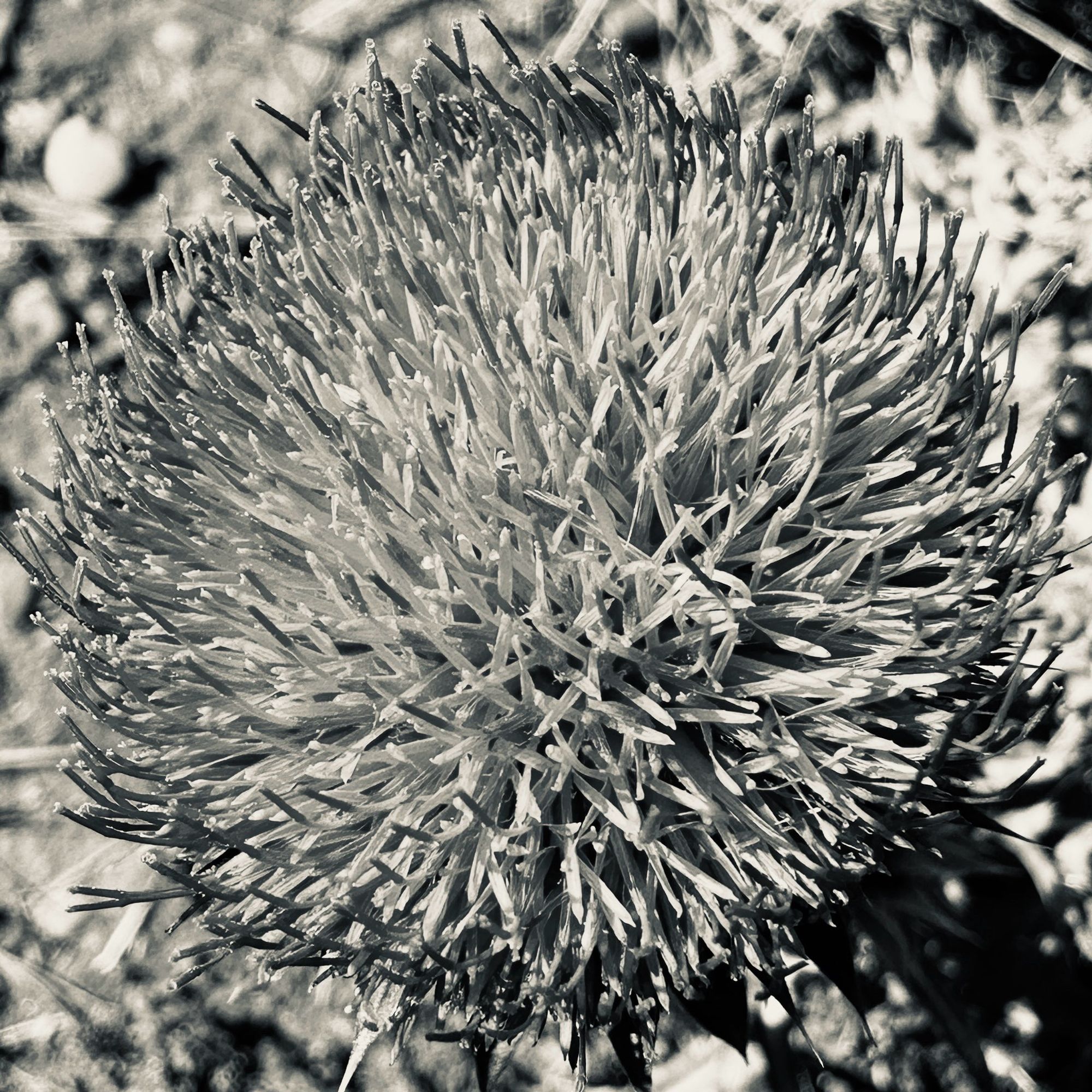 Black and white extreme closeup of a musk thistle blossom, looking down on its globular top with hundreds of flat slightly curved spines