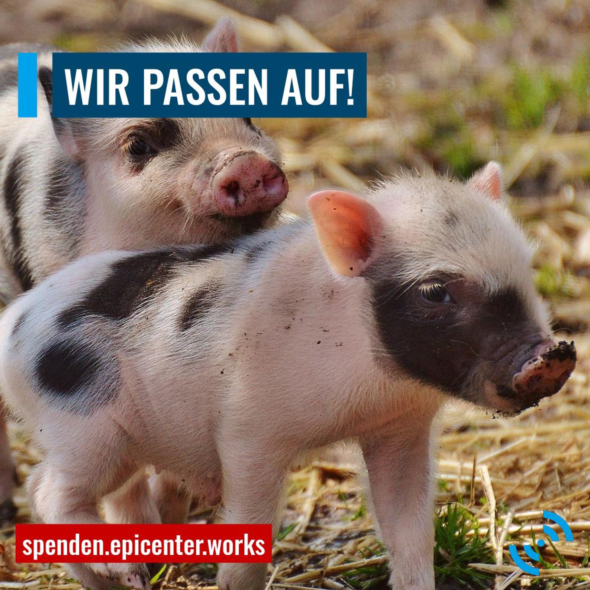 Ein Ferkel mit schwarzen Flecken auf dem Rücken.