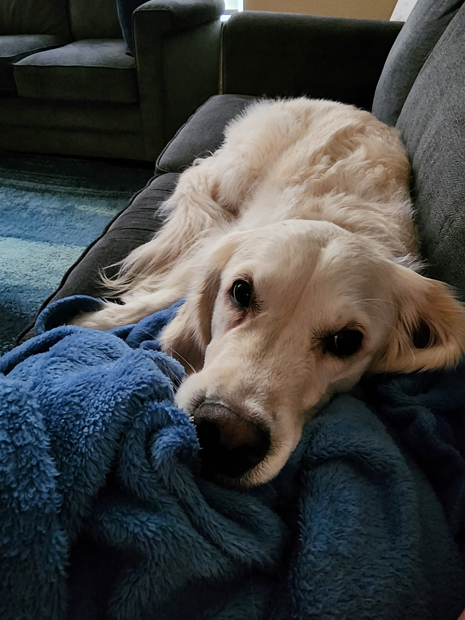 Photo of a cream colored golden retriever laying on the couch with their head on the blanket, looking up at the camera