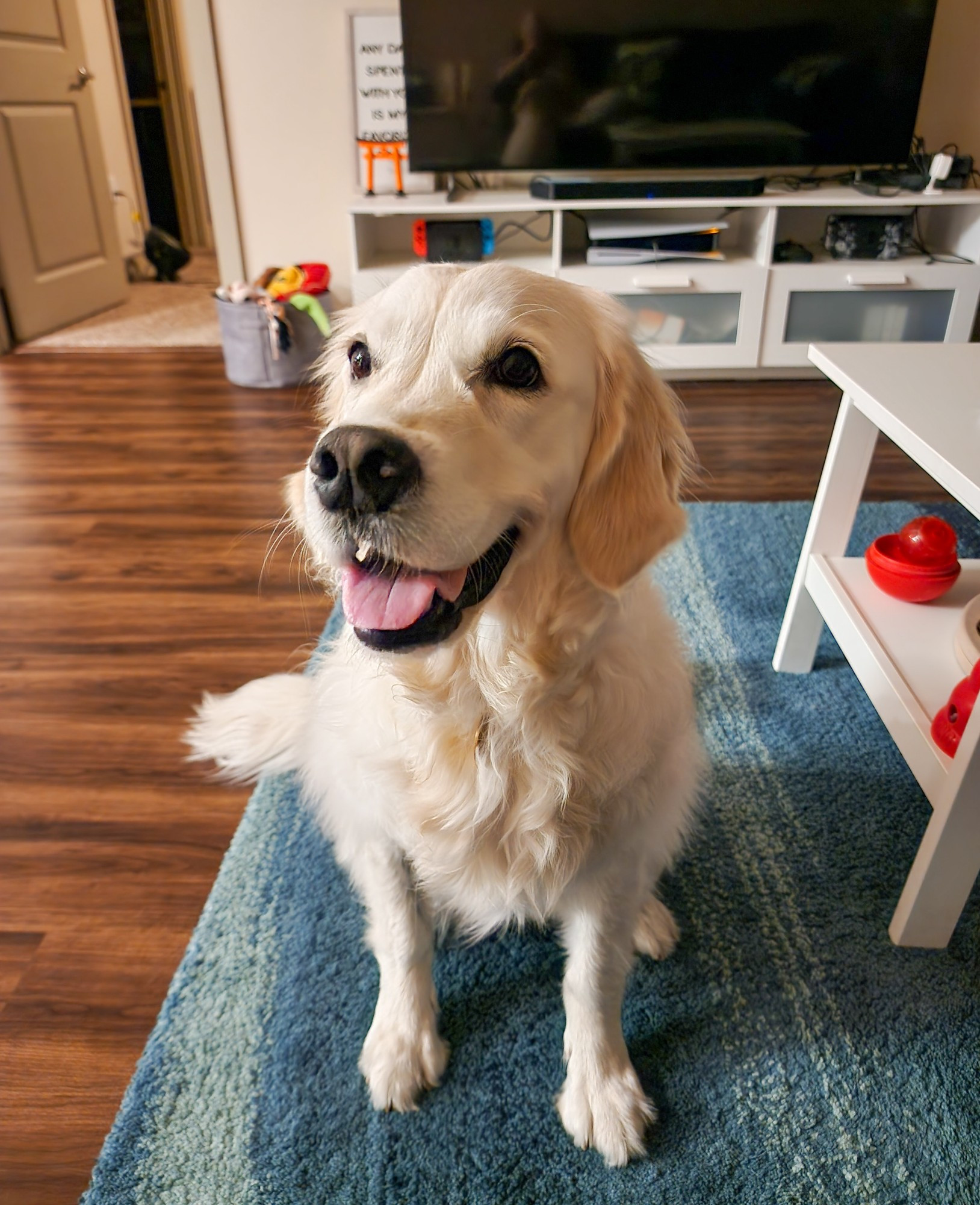 Photo of a cream colored golden retriever sitting and looking excitedly at something off camera