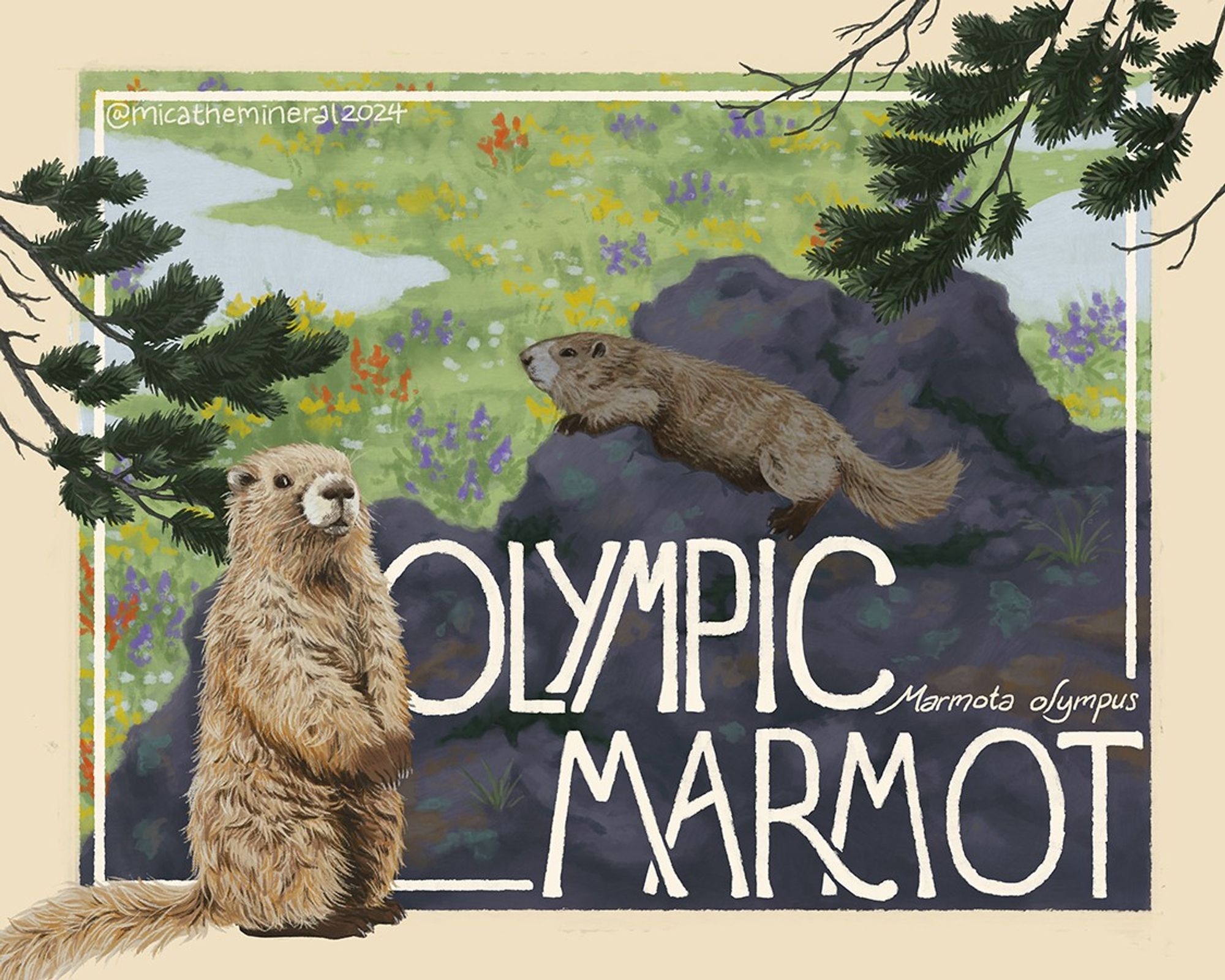 Digital painting of two marmots on a rock with the text "Olympic Marmot (Marmota olympus)"