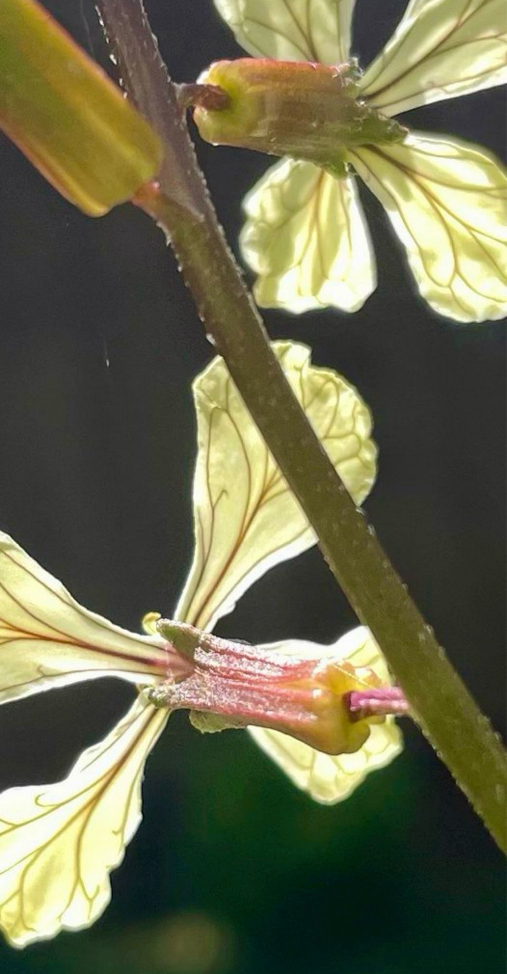 Flower petals