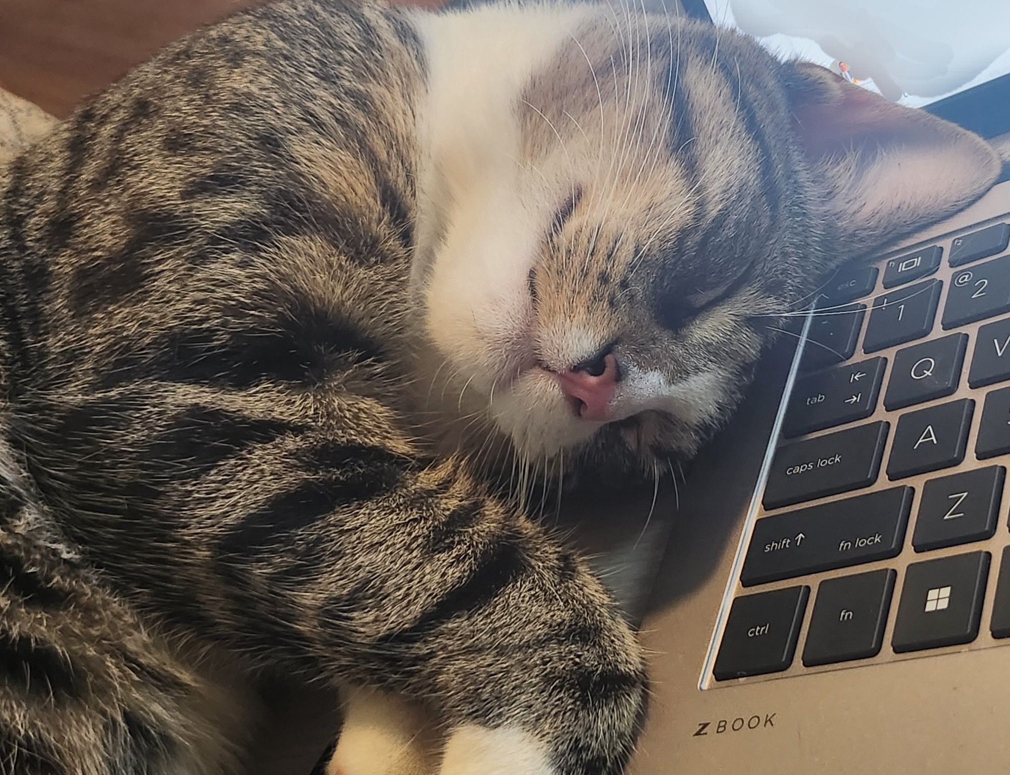 Bengal cat curled up asleep on the left edge of a laptop