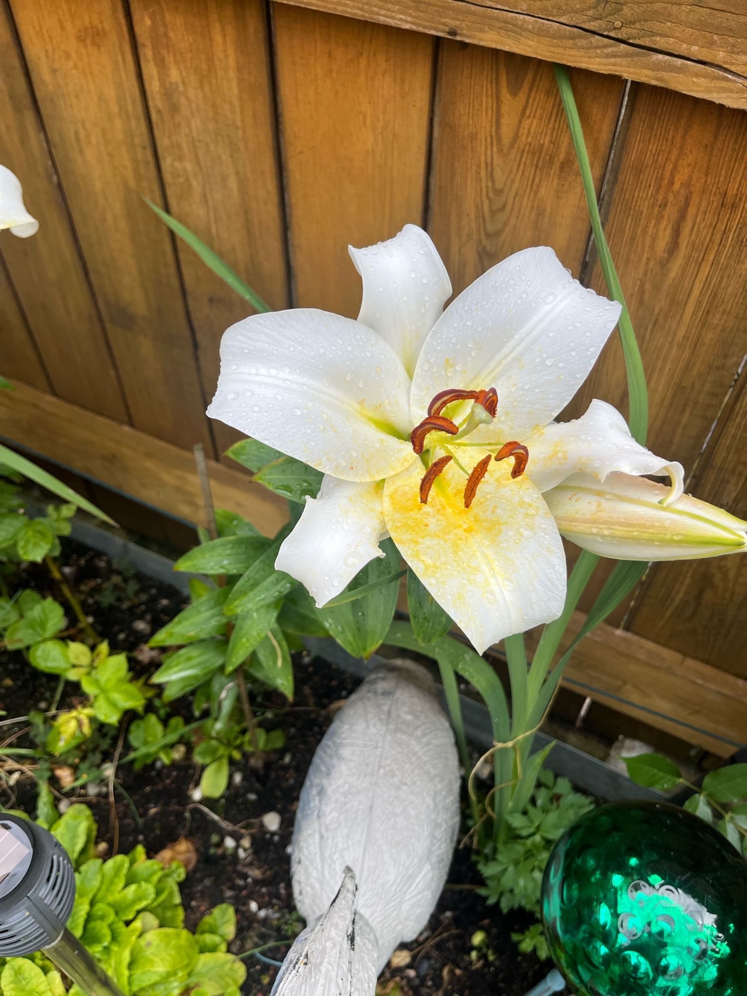 Einzelne blühende weisse Lillie