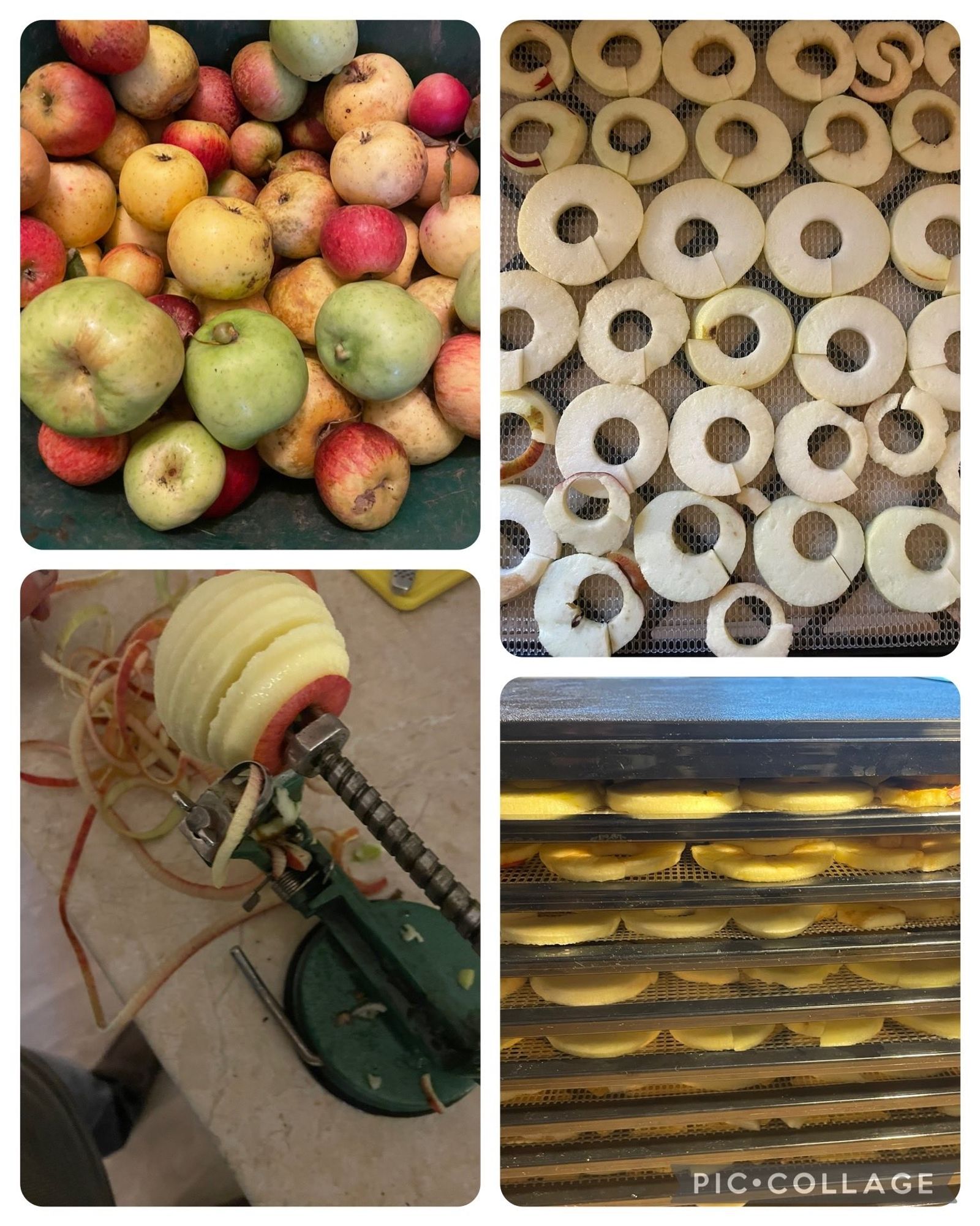 It’s that time of year again... 🍎 🍏

I invested in an Excalibur dehydrator 15 years ago, and have never regretted it. We have dried apple rings to eat and share throughout the year. They never run out…. in fact my grandchildren probably think they grow and multiply in our cupboards!