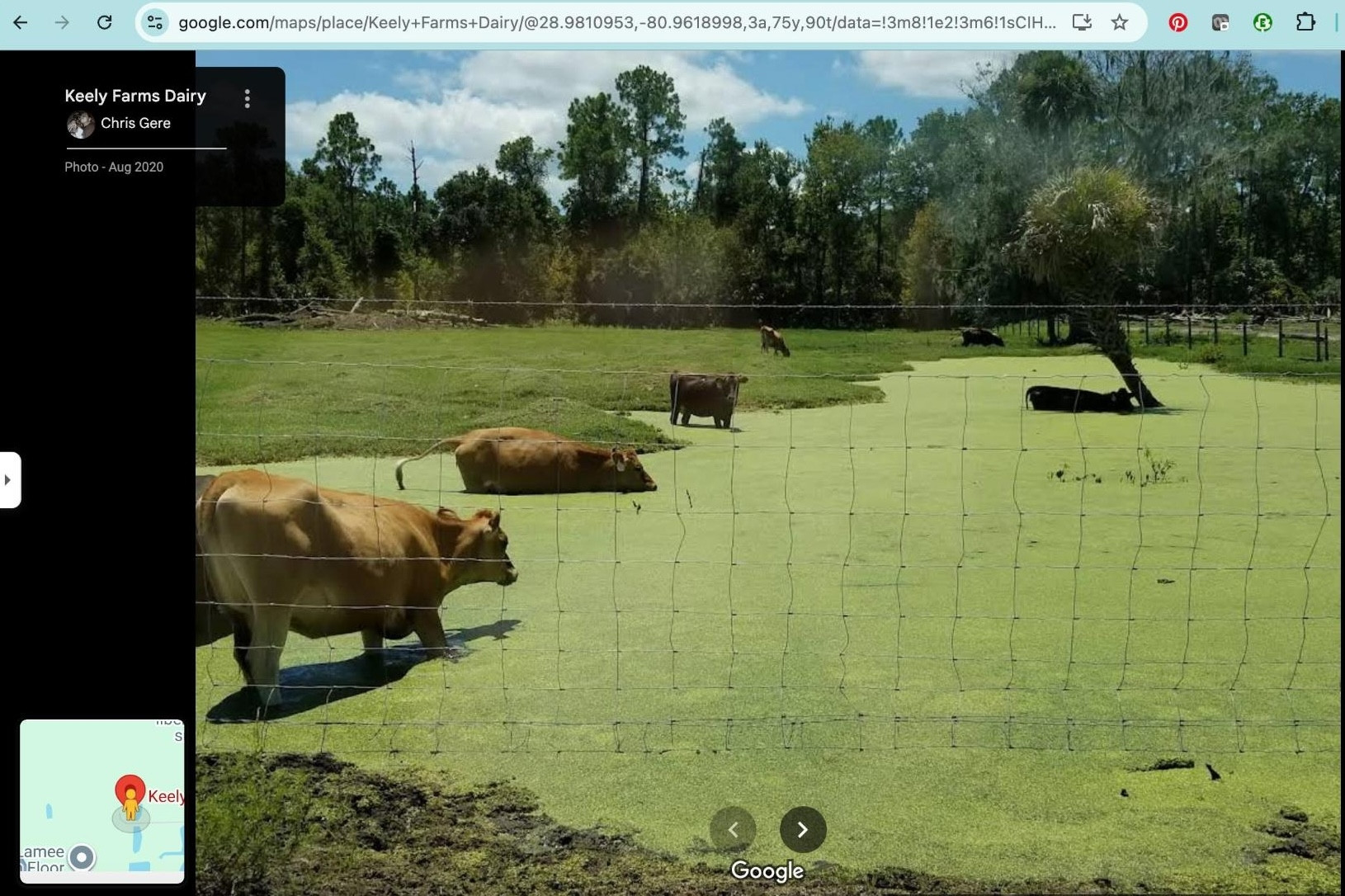 Photo of cows wading in a warm stagnant pond covered with algae, duckweed, & other plants (tells you the water is highly fertilized with poop).