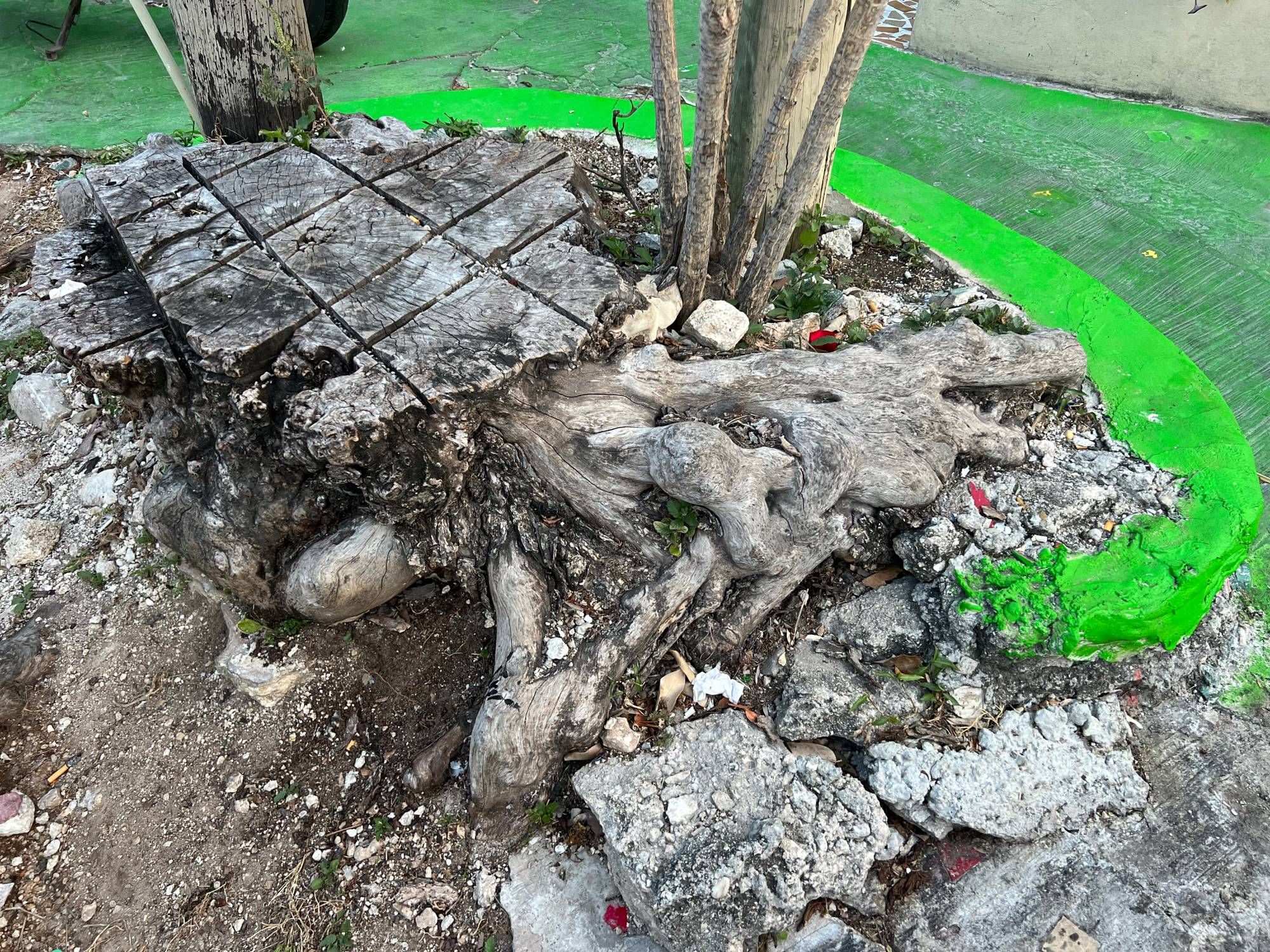 Tree roots cracking through pavement, marked by bright green paint on one side, but crumbling down to street level.